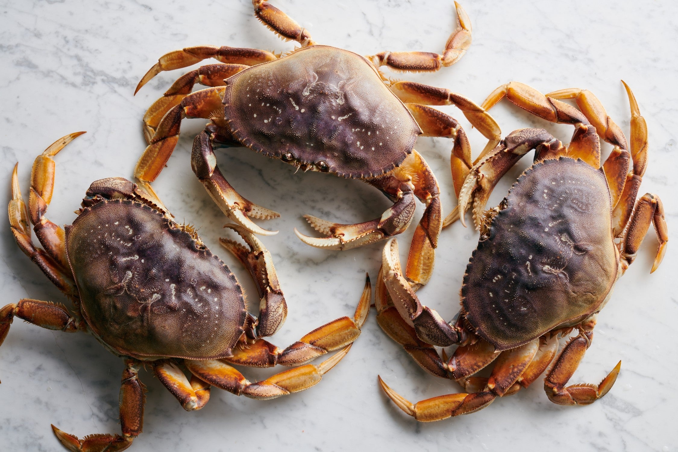 Crab: Dungeness crab, Lay between 1,000 and 2,000 eggs. 2250x1500 HD Background.
