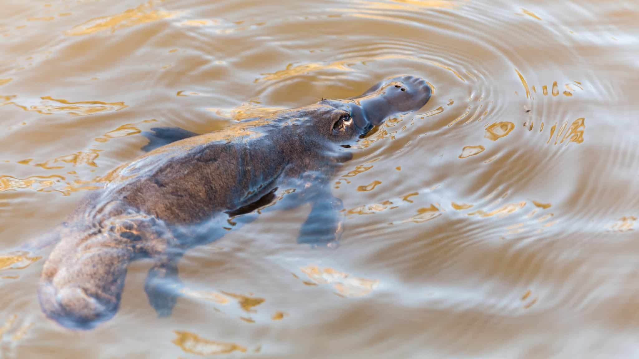 Platypus, Unusual mammal, Fascinating facts, Nature's wonders, 2050x1160 HD Desktop