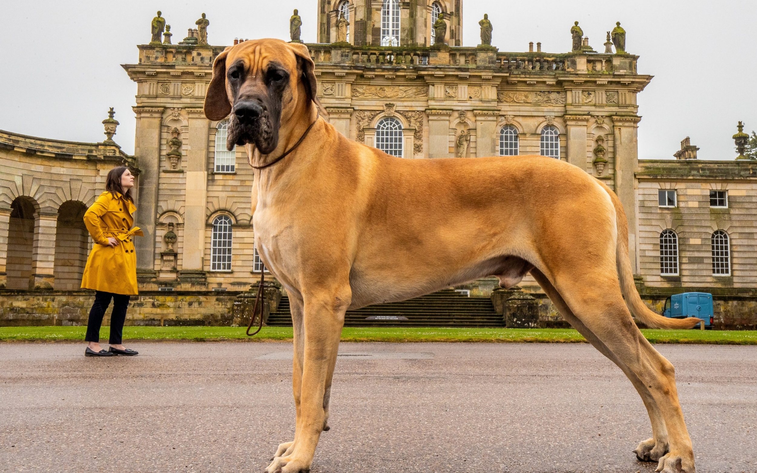 Great Dane: The Kennel Club, Muscular and elegant descendant of boar hunters, Dog breed. 2510x1570 HD Wallpaper.