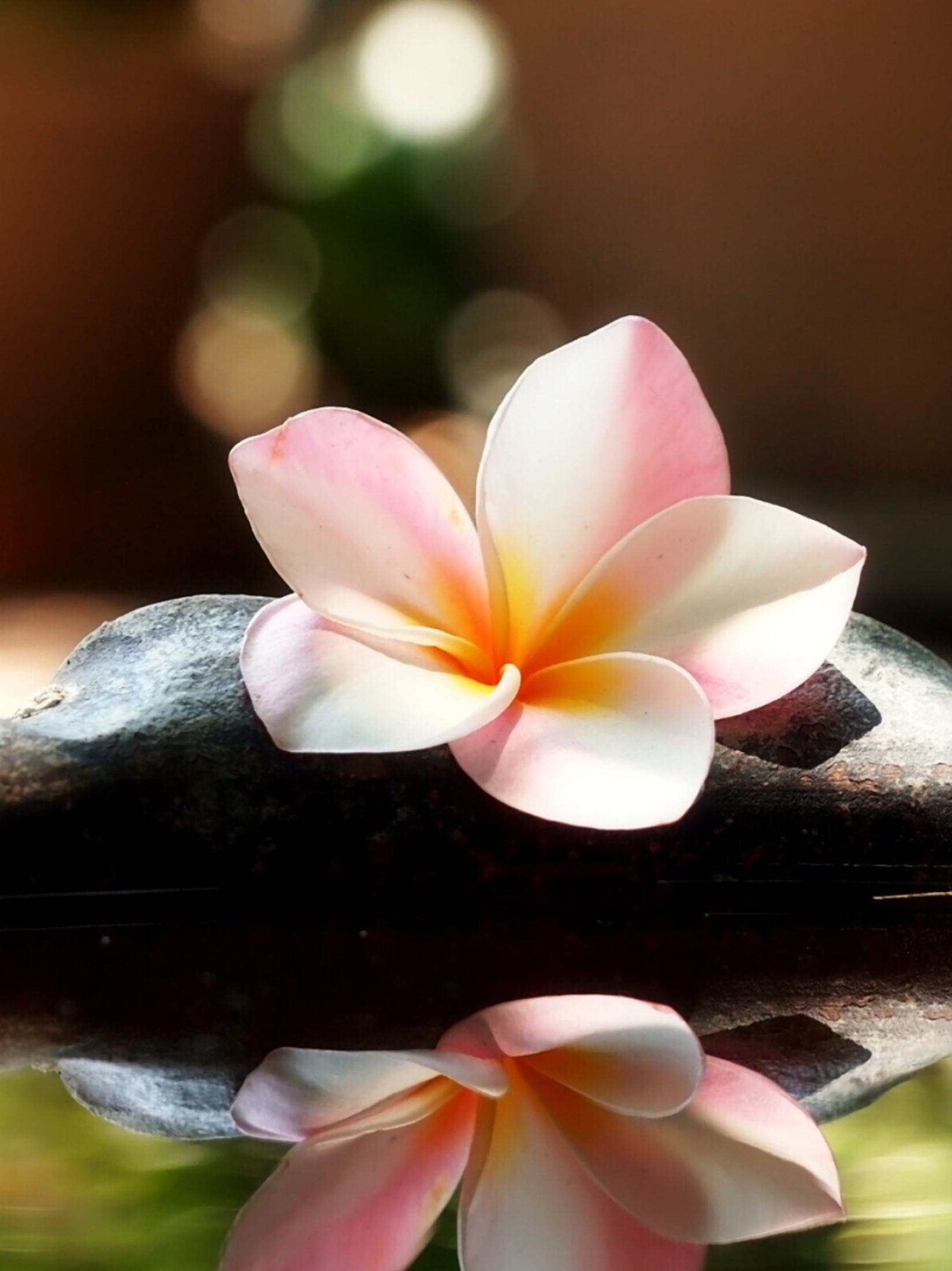 Plumeria and hashtags, Floral design inspiration, Instagram-worthy blooms, Creative compositions, 1650x2200 HD Phone