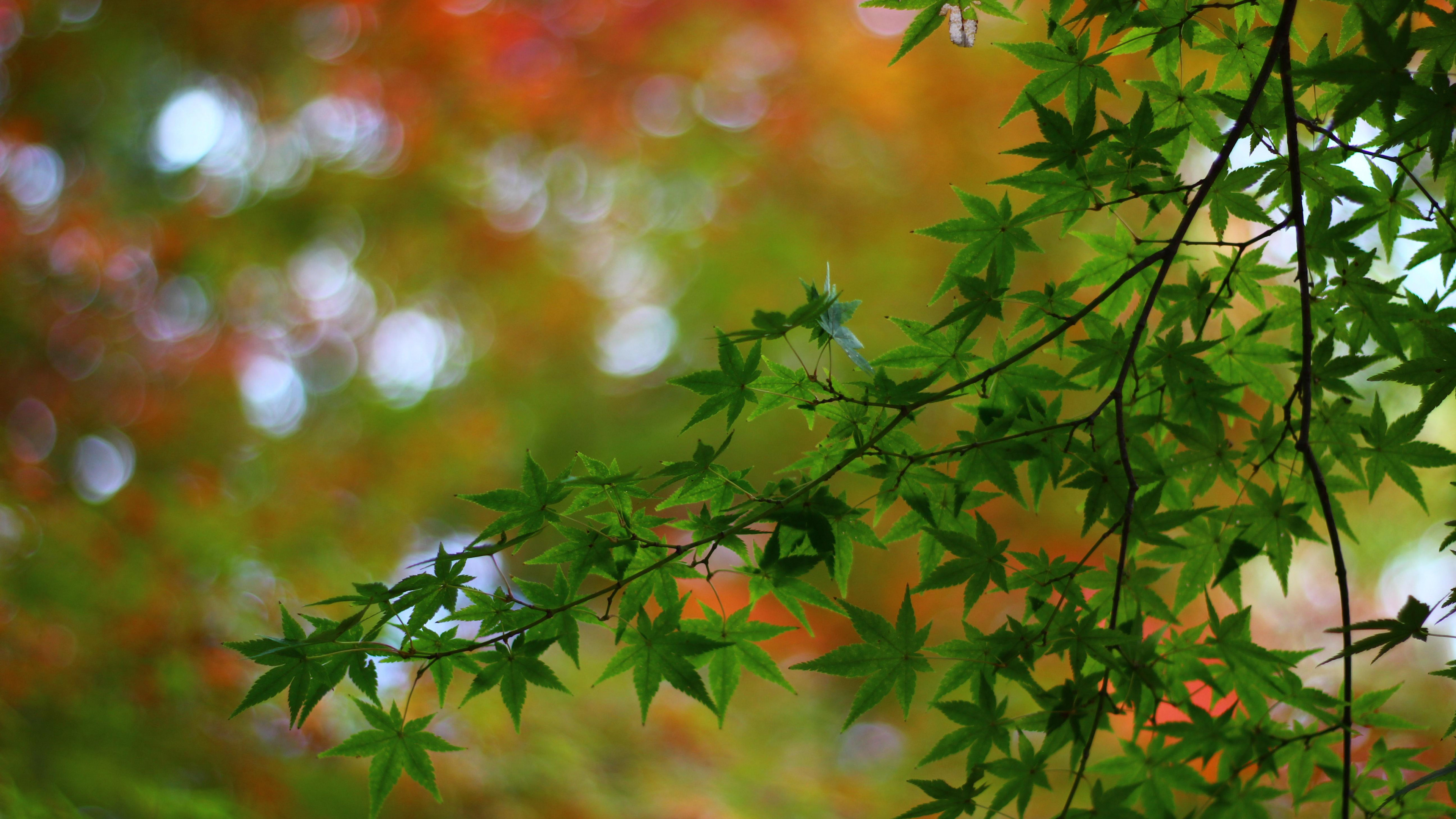 Maple tree branches, Leaves macro blur, High definition fullscreen, Widescreen, 3840x2160 4K Desktop