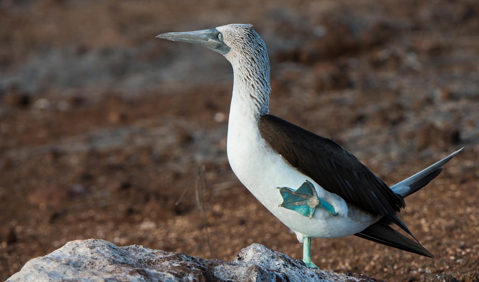Blue footed booby, Go Galapagos, 1930x1140 HD Desktop