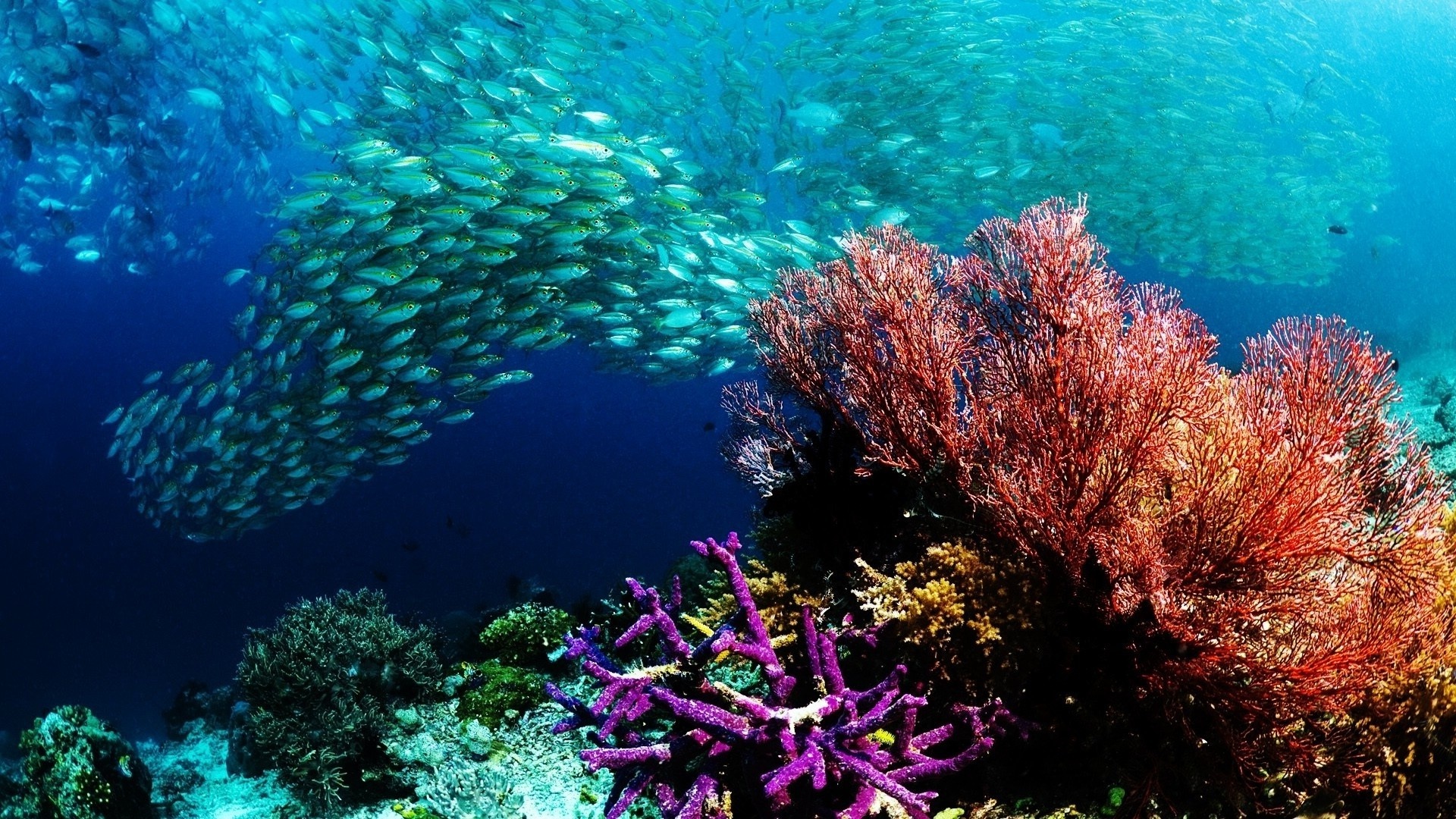 Coral Sea, Sea underwater, Habitat, Marine biology, 1920x1080 Full HD Desktop