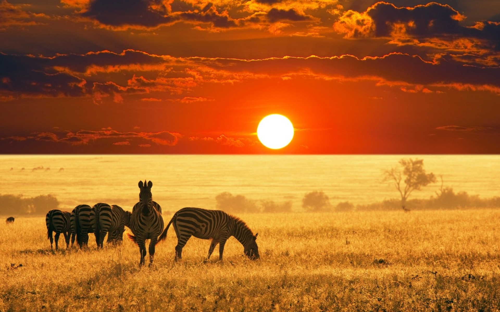 South Africa, Desktop wallpaper, African wildlife, Serene landscapes, 1920x1200 HD Desktop