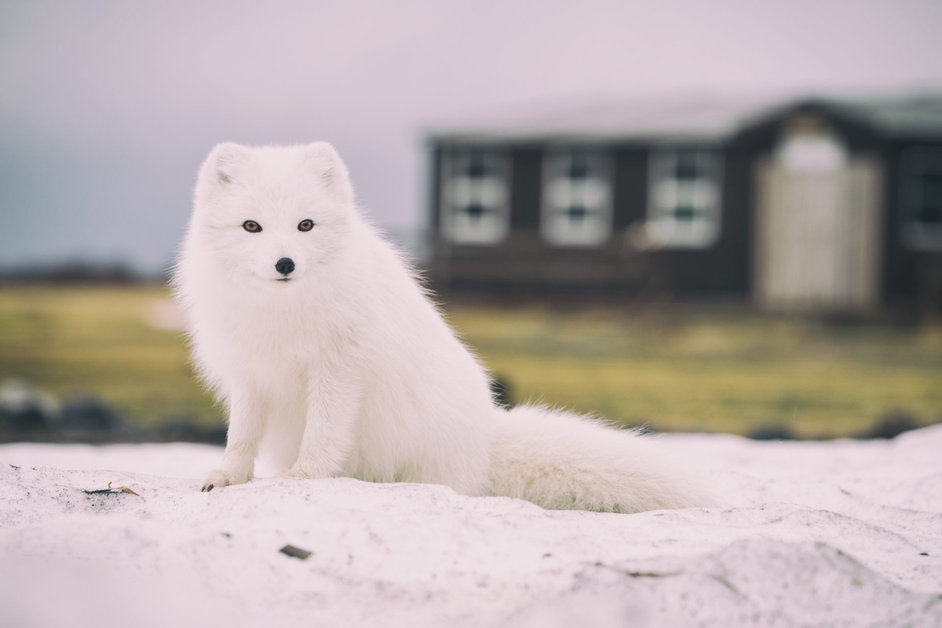 Arctic fox photography, Arctic fox portrait, Arctic nature, Winter camouflage, 1920x1290 HD Desktop