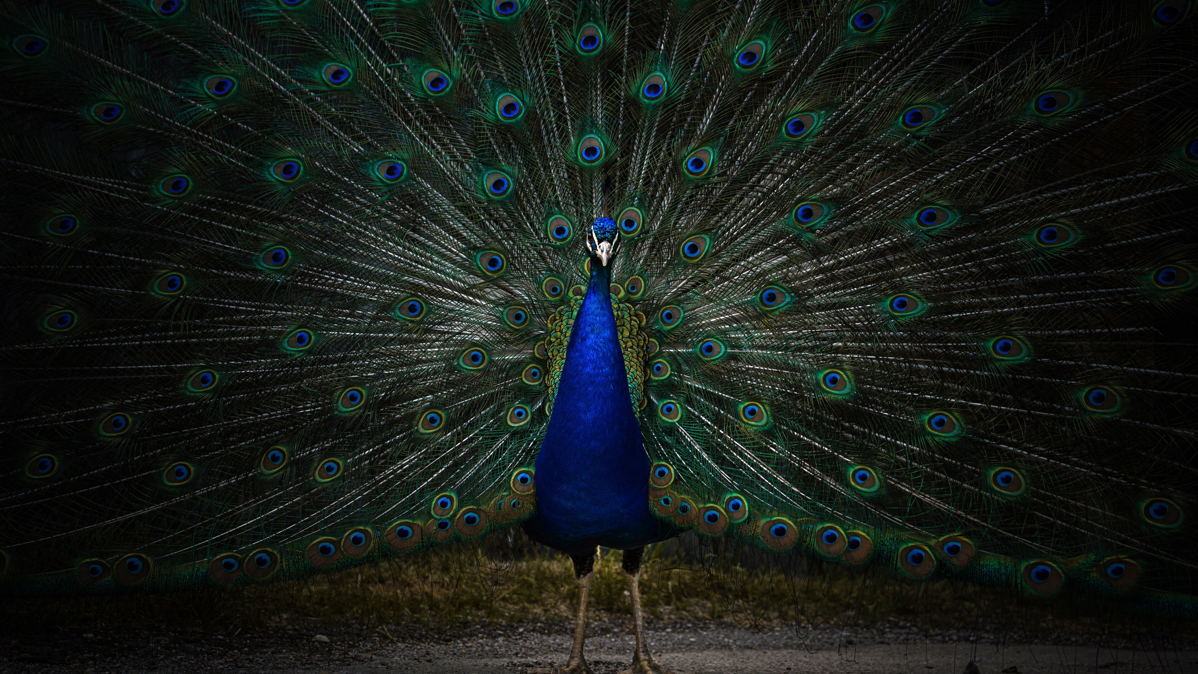 Peacock: Peafowl, Zoo, Animals, Indian birds, Feathers. 3840x2160 4K Wallpaper.