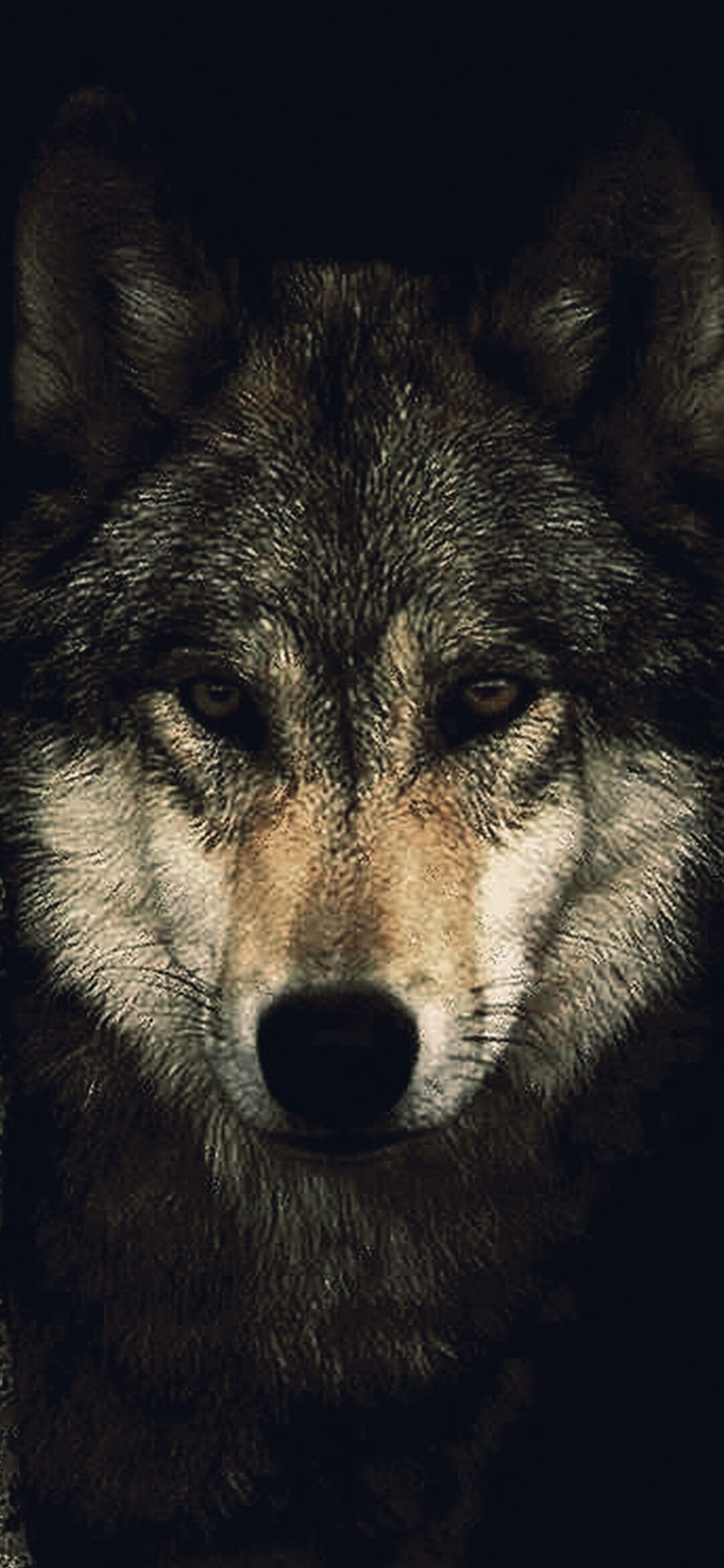 Wolf: In North America, wolves eat blueberries and raspberries. 1080x2340 HD Wallpaper.