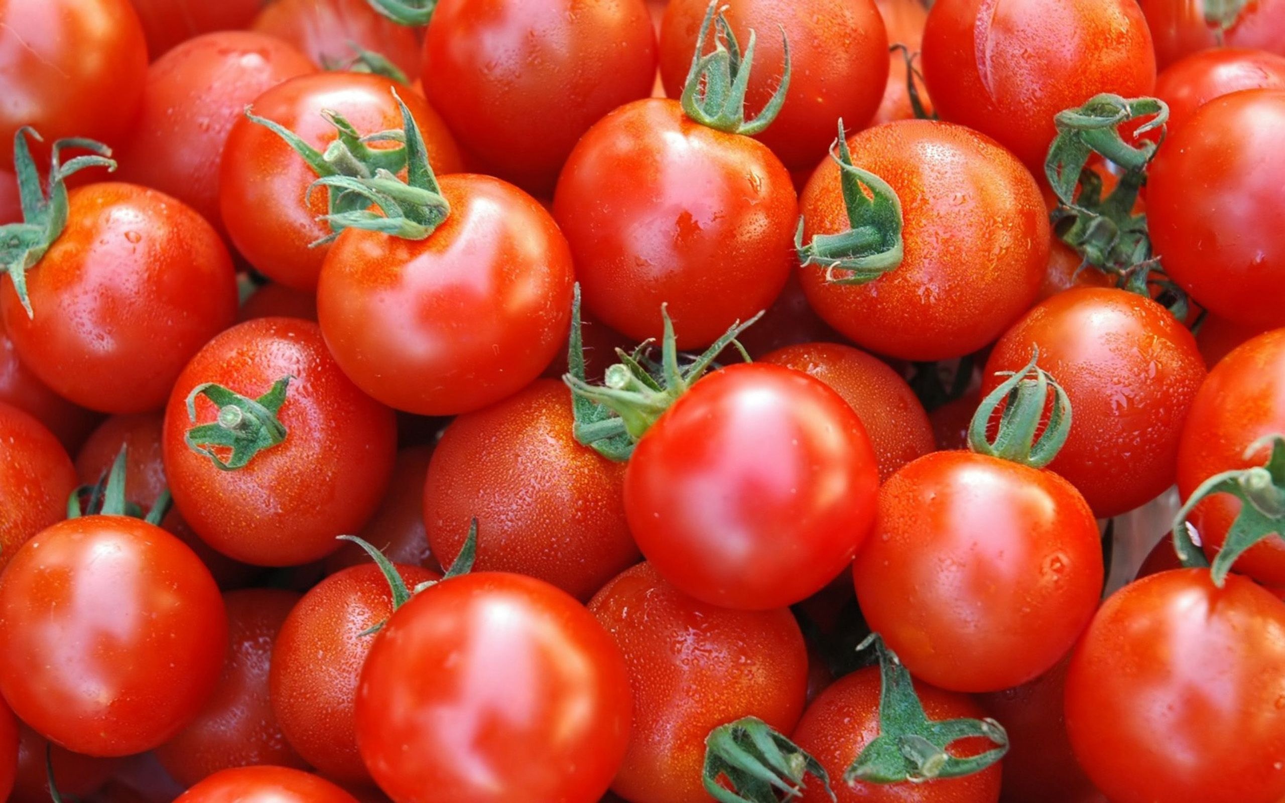 Tomato wallpapers, Free backgrounds, HD images, Visual inspiration, 2560x1600 HD Desktop