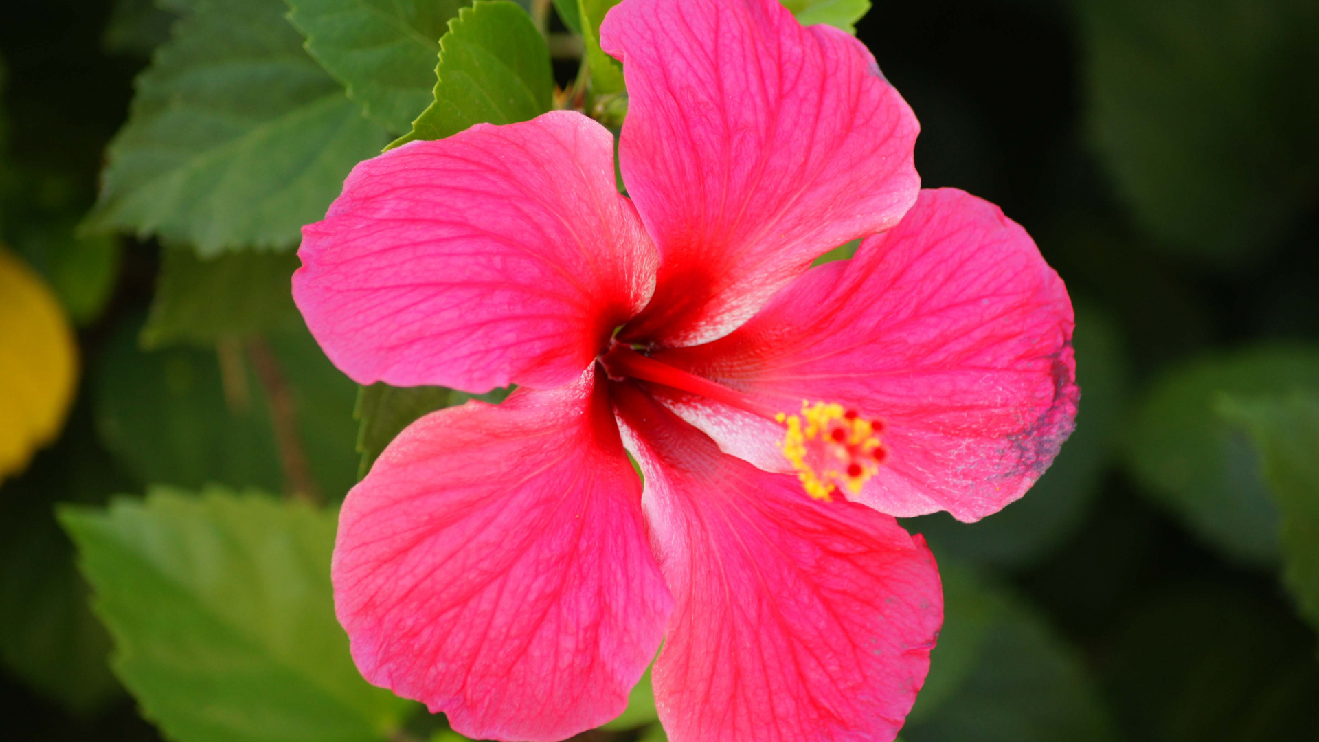 Beautiful flower wallpapers, Flowers in nature, Hawaiian flowers, Rose flower beauty, 1920x1080 Full HD Desktop