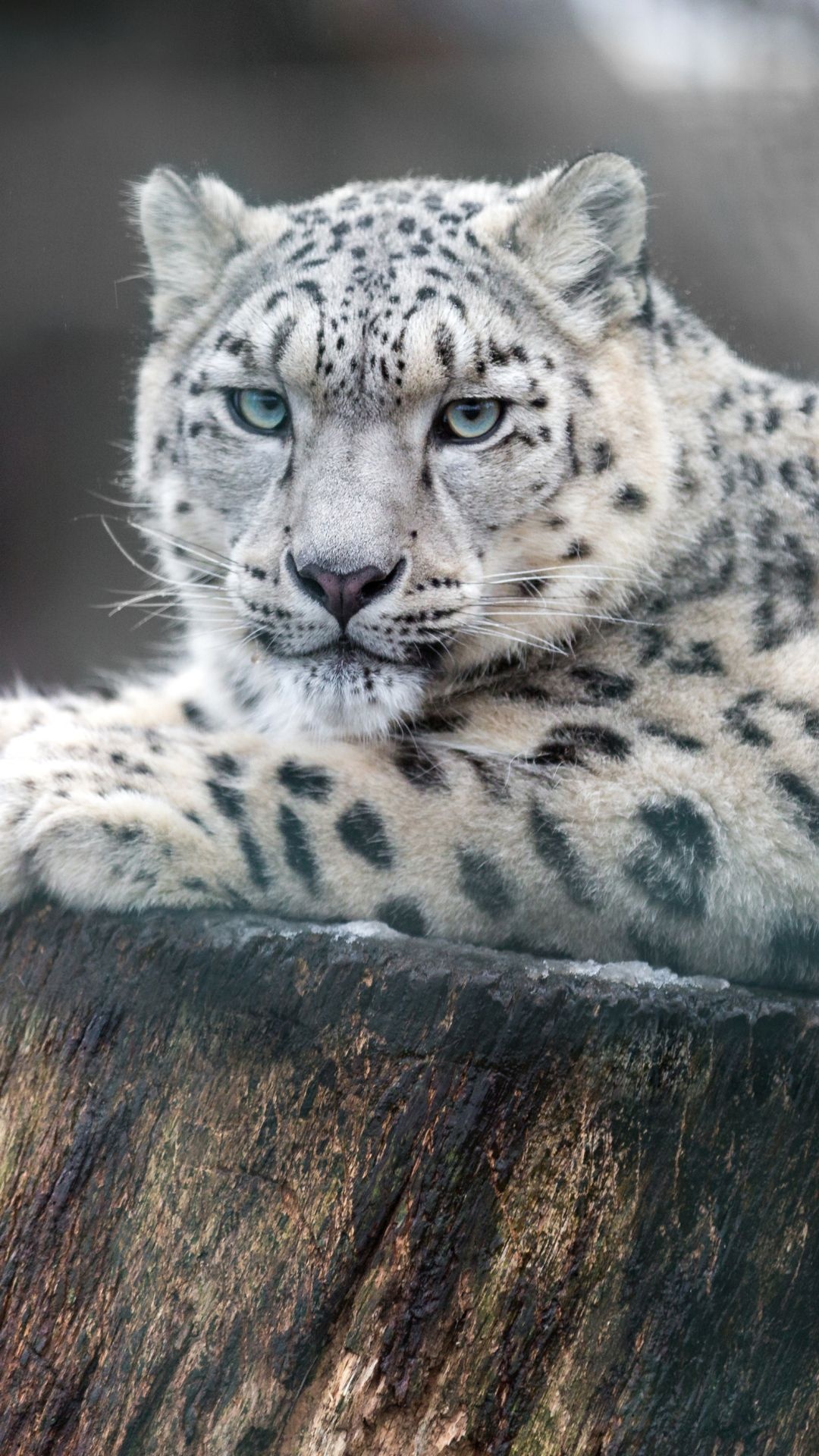 Animal snow leopard mobile, Snow leopard pictures, 1080x1920 Full HD Phone