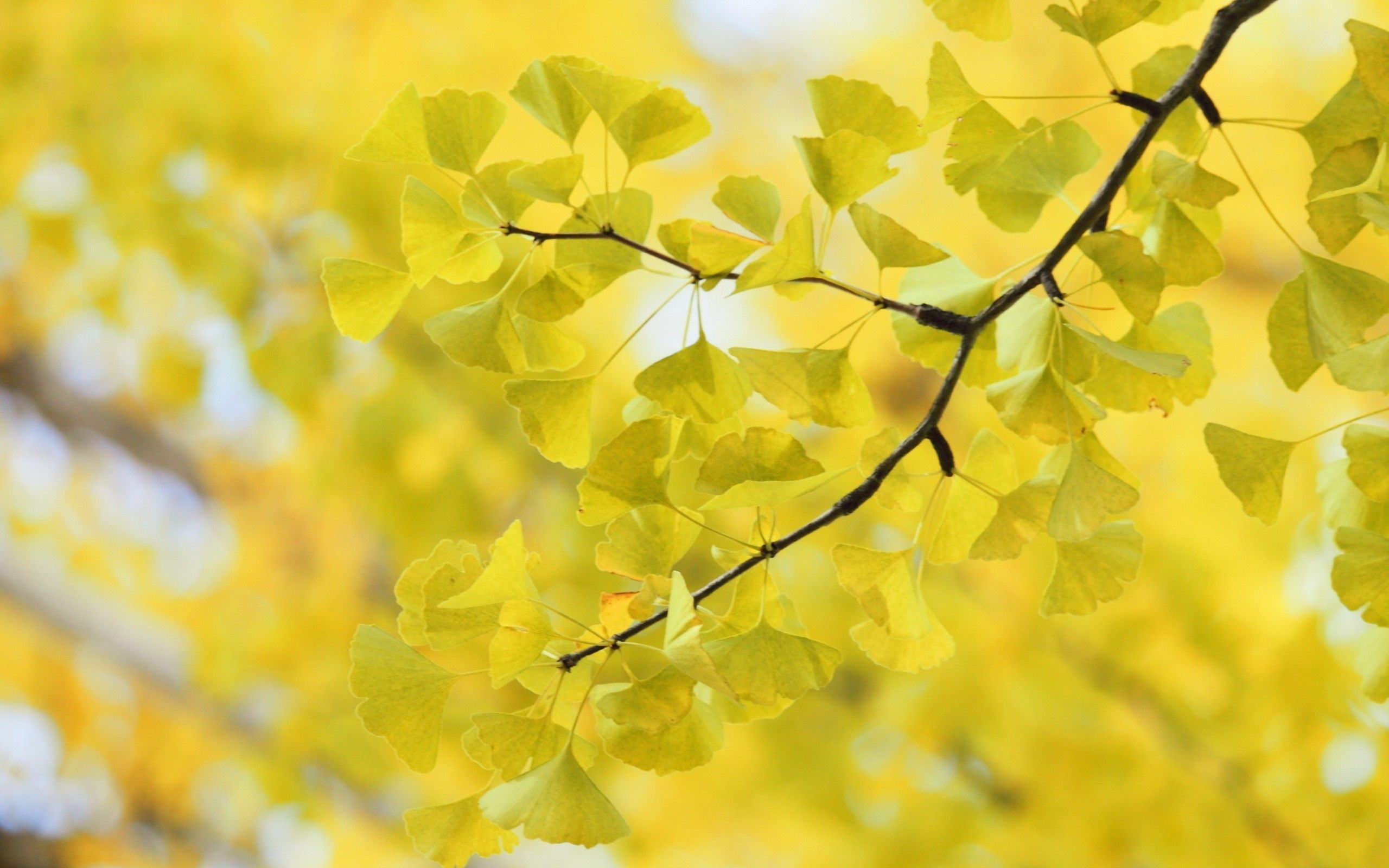Ginkgo Biloba, Nature's marvel, Vibrant leaves, Tranquil scenery, 2560x1600 HD Desktop