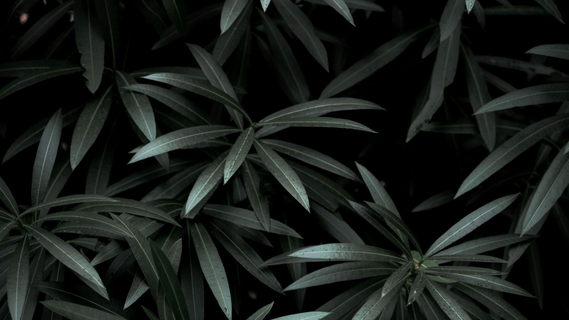 Leaves: Nerium, An ornamental and landscaping plant, Dark green leaf. 1920x1080 Full HD Wallpaper.