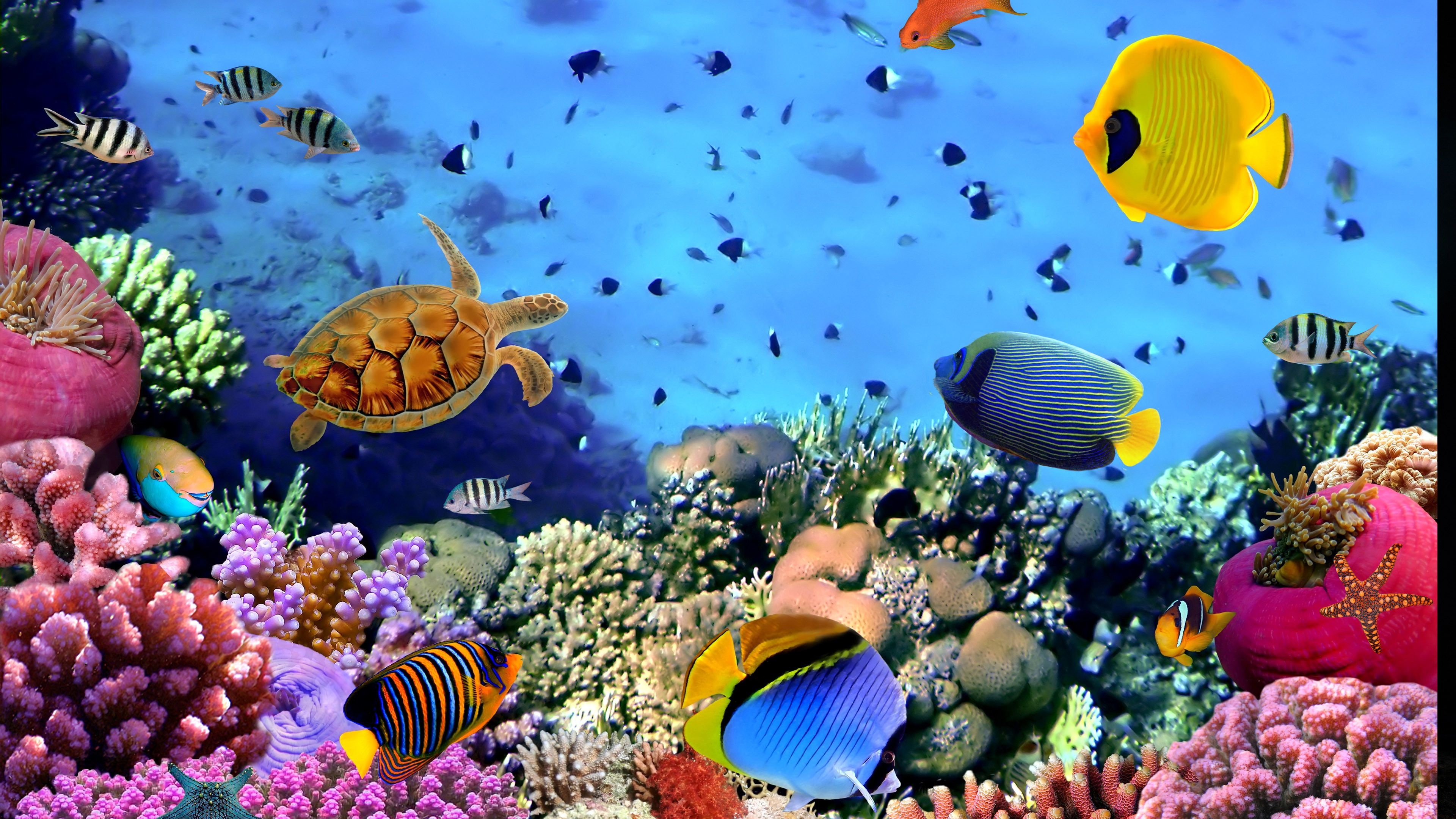 Aquarium, Marine life, Underwater ecosystem, Captivating colors, Serene ambiance, 3840x2160 4K Desktop