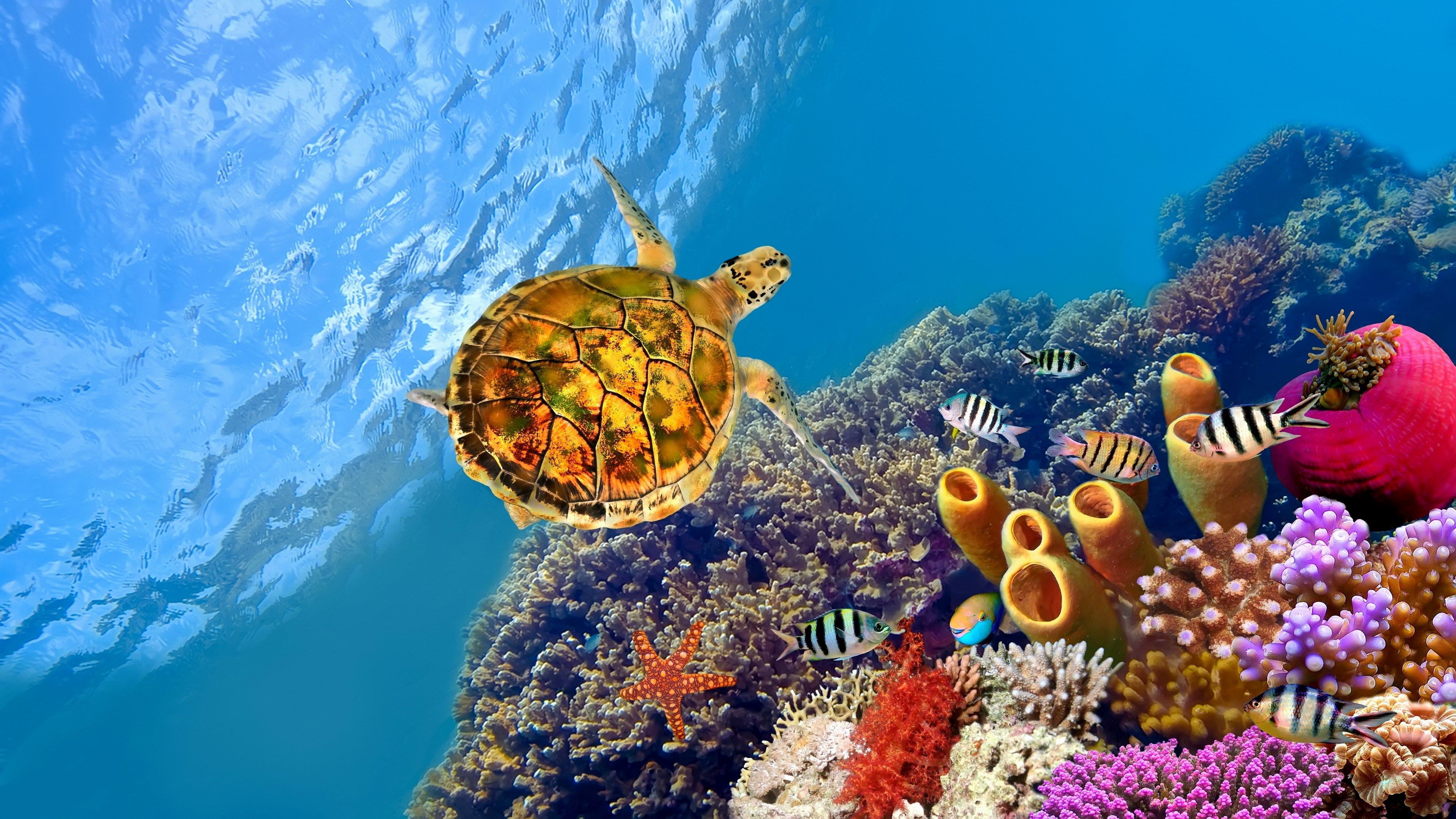 Turtle: Great Barrier Reef, Divided into two major groups, the Pleurodira and Cryptodira. 3840x2160 4K Wallpaper.