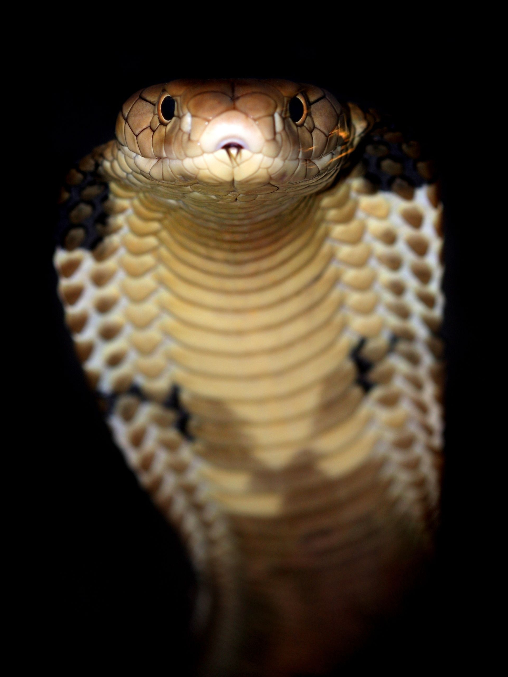 King Cobra's beauty, Reptilian splendor, Snake photography, Captivating wallpapers, 2150x2870 HD Phone
