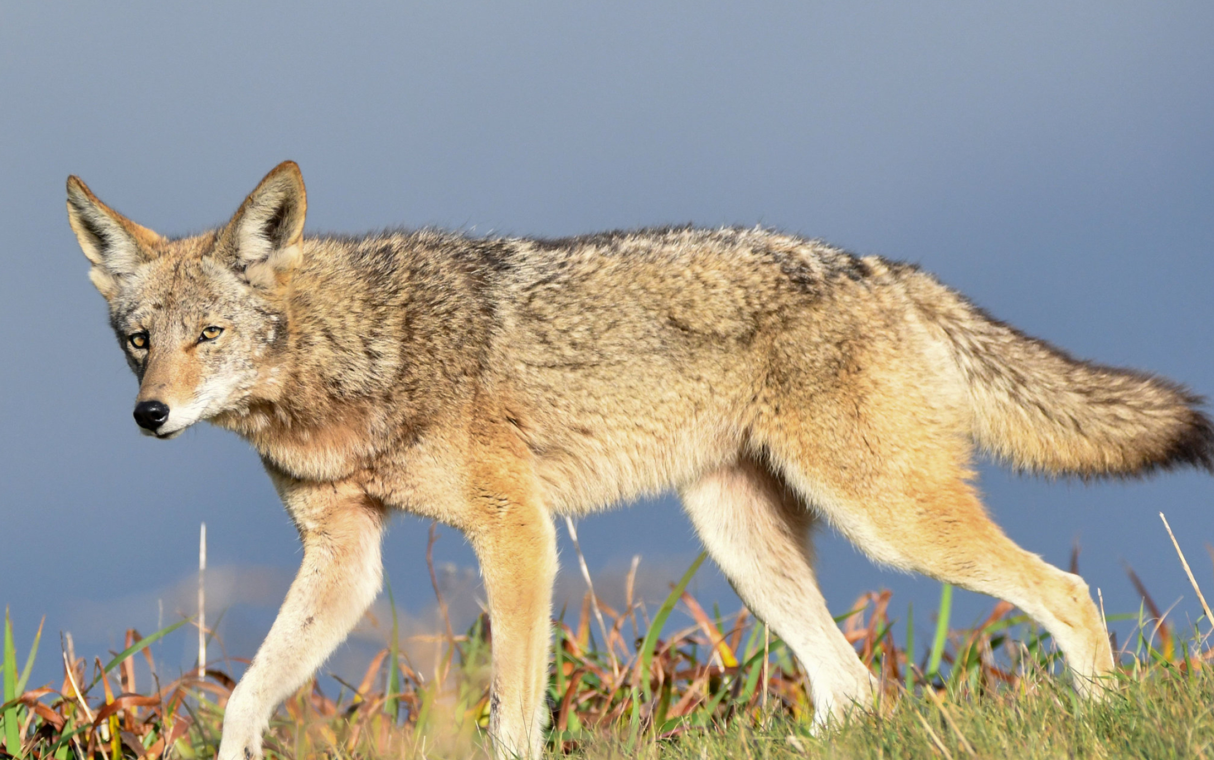Coyote, Frequently asked questions, Citizens for LA wildlife, Coyote knowledge, 2500x1570 HD Desktop