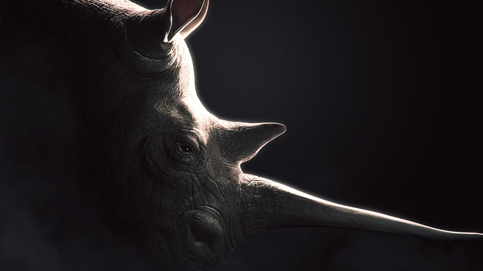 Rhino wallpapers, Rhino backgrounds, Desktop and mobile images, High-definition animal wallpapers, 1920x1080 Full HD Desktop