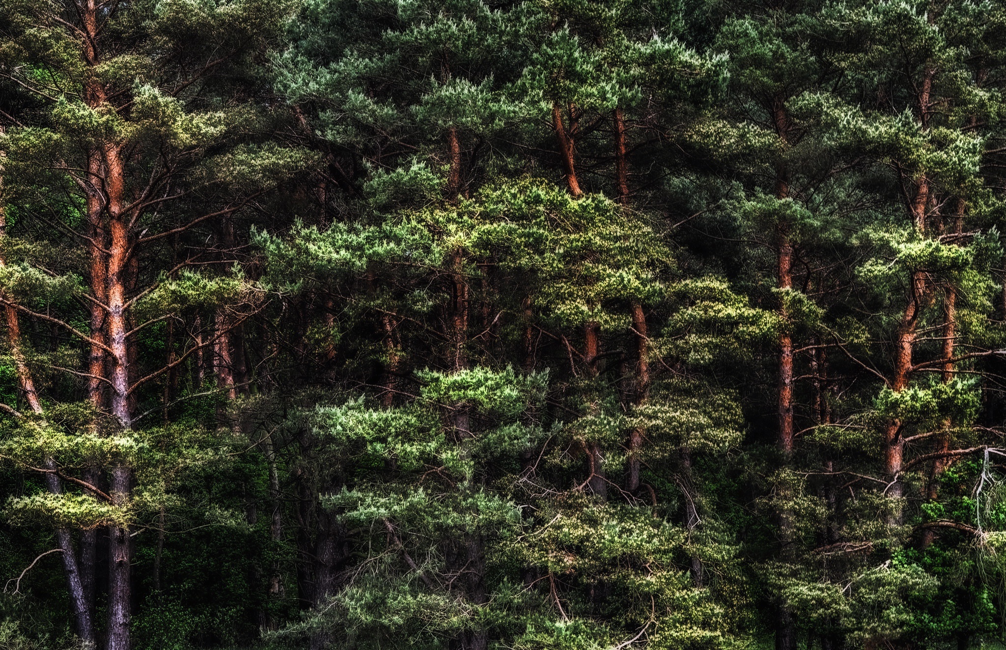 Cedar Tree, Plants trees, Outdoors HDR, Nature's wonders, 2050x1330 HD Desktop
