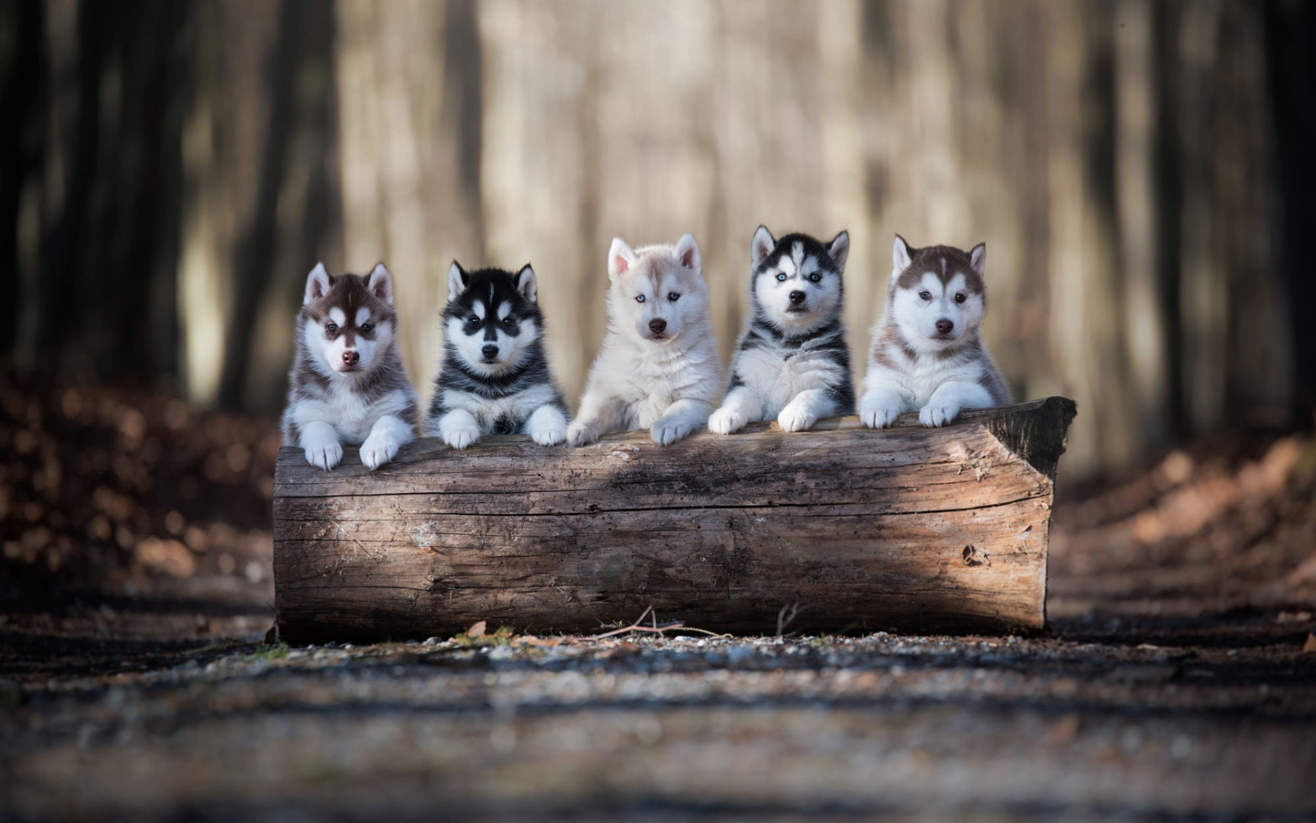 Husky, Forest, Puppies, Family, 1920x1200 HD Desktop