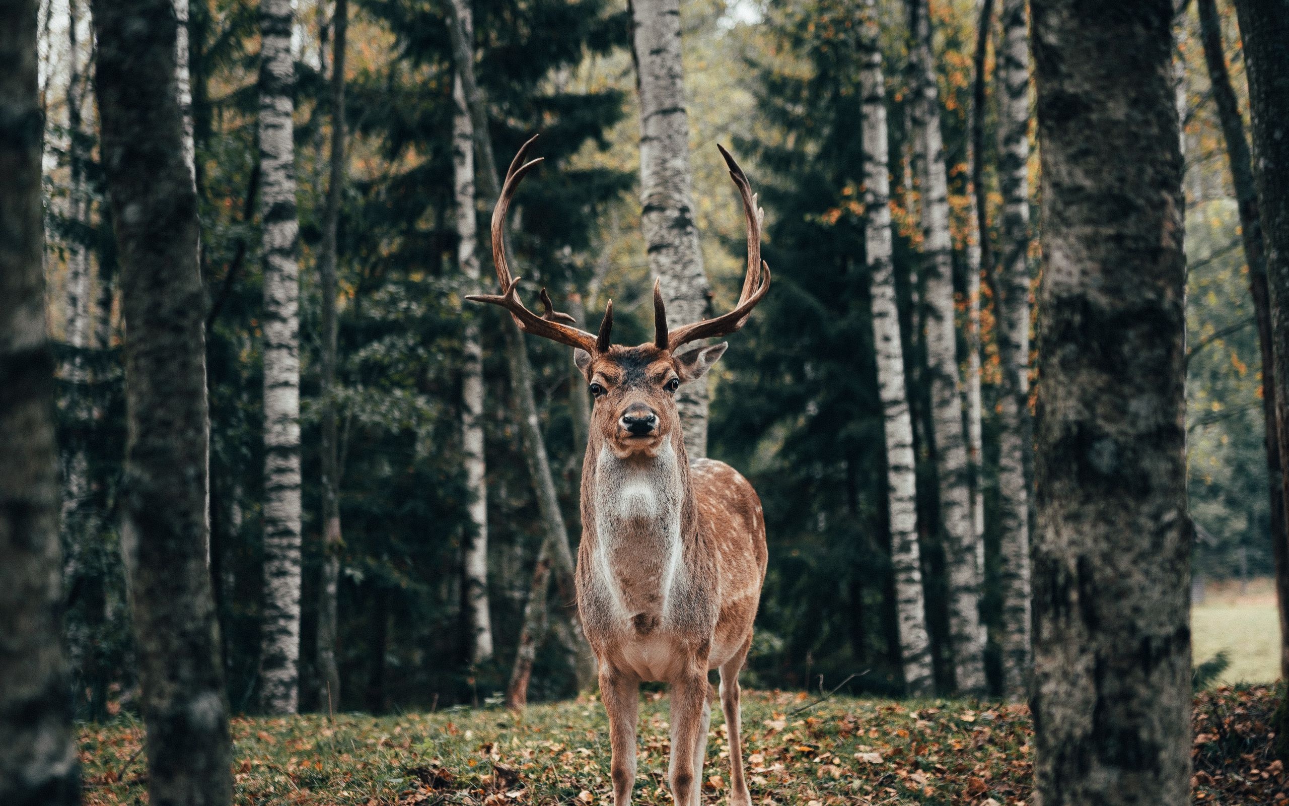 Elegant deer, Nature's beauty, Graceful creature, Wildlife wonder, 2560x1600 HD Desktop