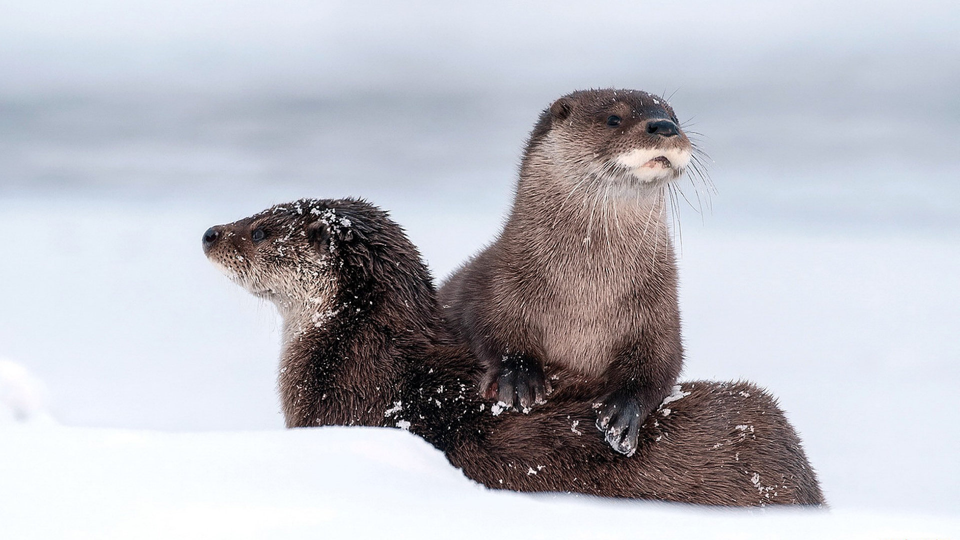 Otter wallpapers, Playful nature, Cute and cuddly, Beautiful backgrounds, 1920x1080 Full HD Desktop