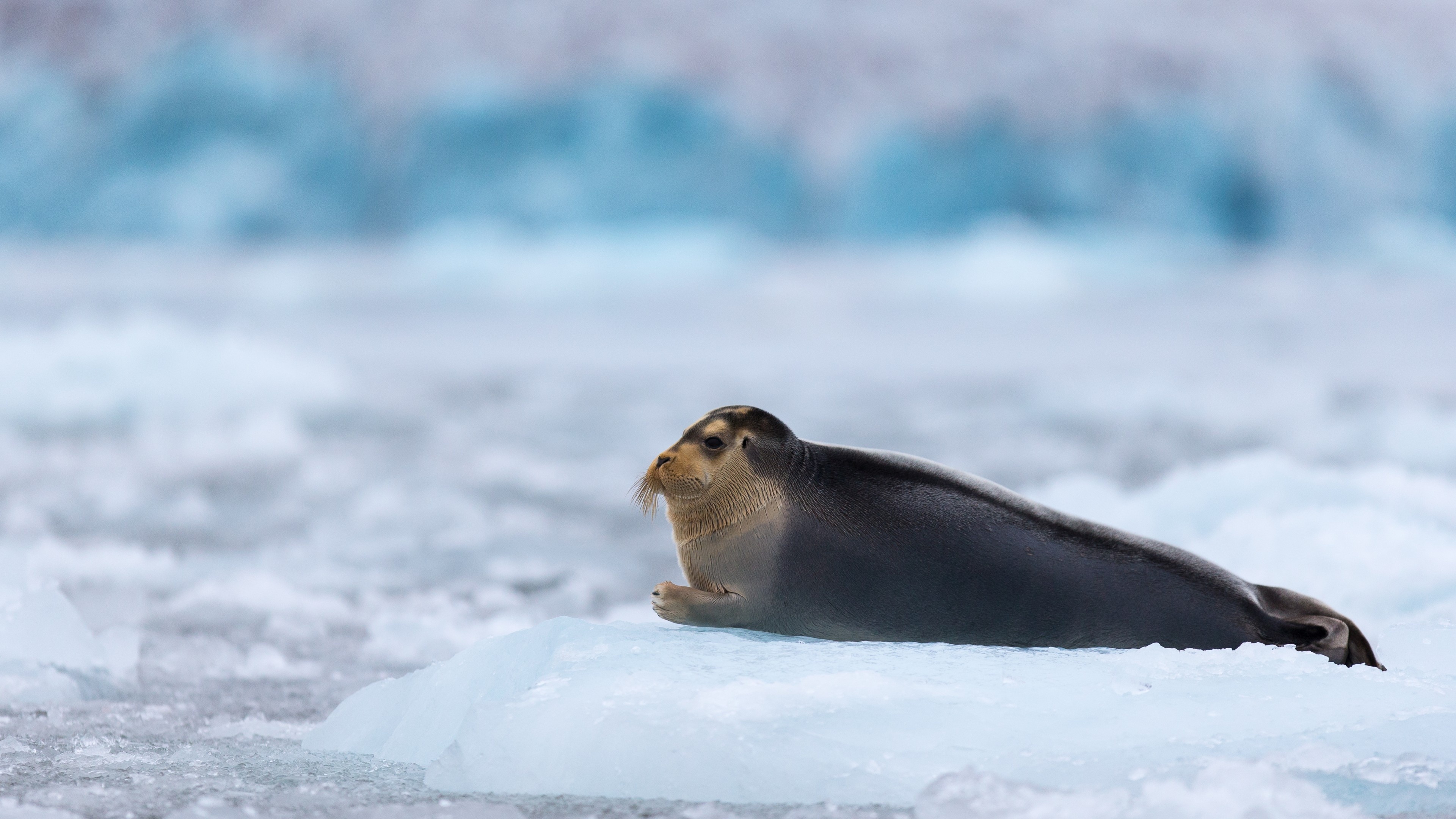 Bearded seal, Arctic Pacific, Blue white water, Animal tourism, 3840x2160 4K Desktop