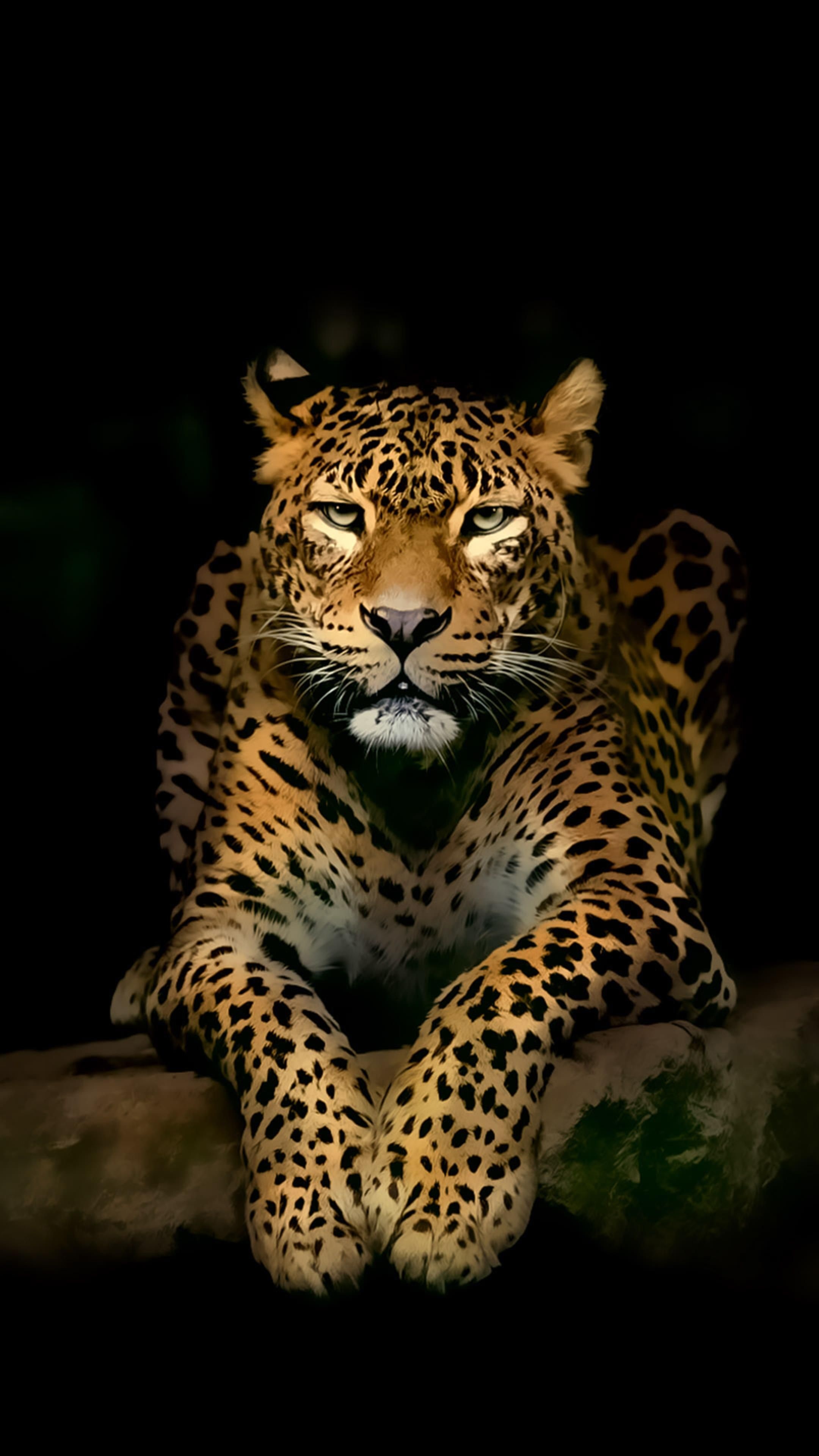 Jungle Animal, Wild animal wallpaper, Jaguar's charm, Adorable wildlife moments, 2160x3840 4K Phone