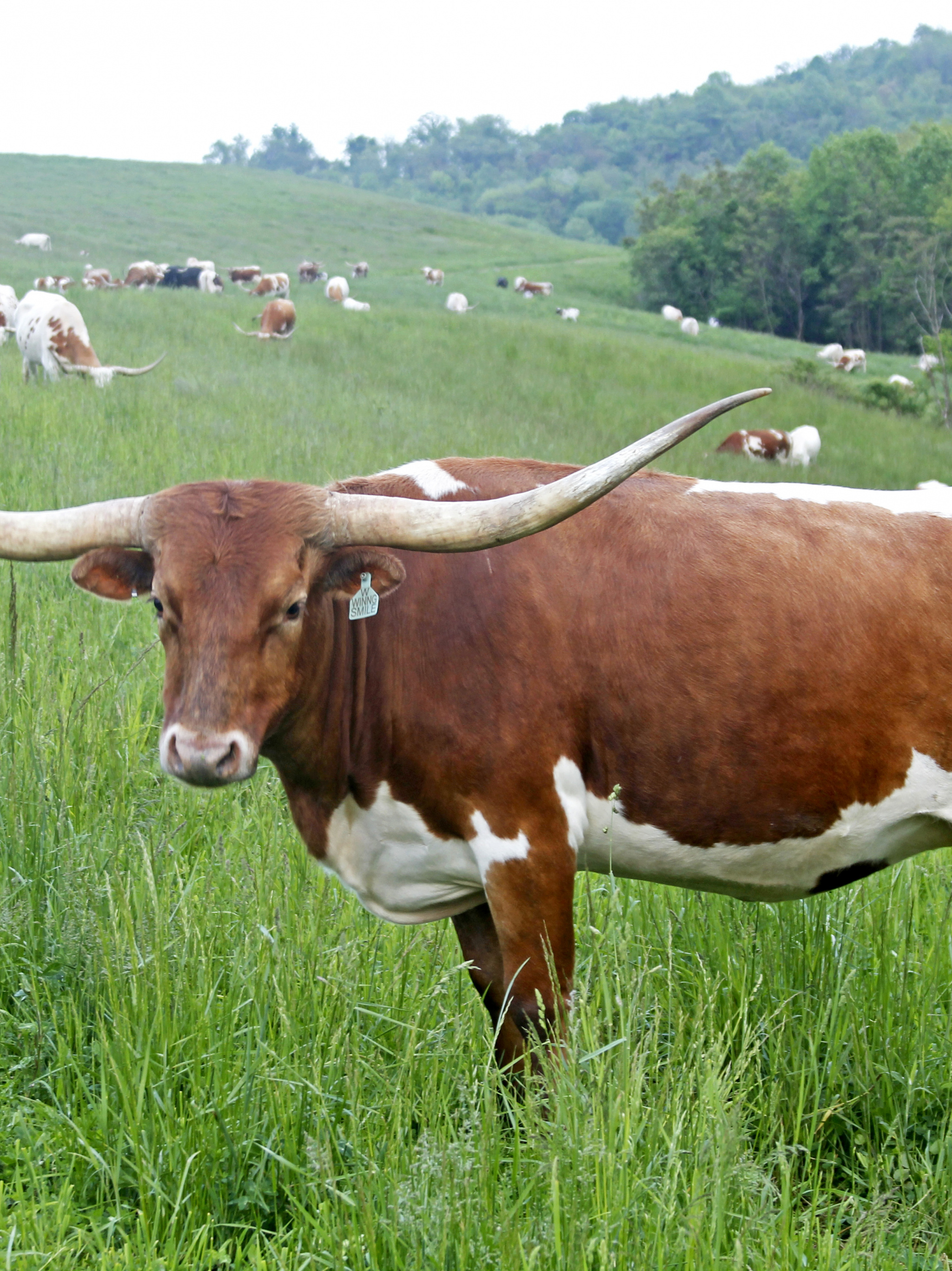 Longhorn cow, Winning smile, Desktop mobile u0026 tablet, Cattle wallpaper, 2050x2740 HD Phone