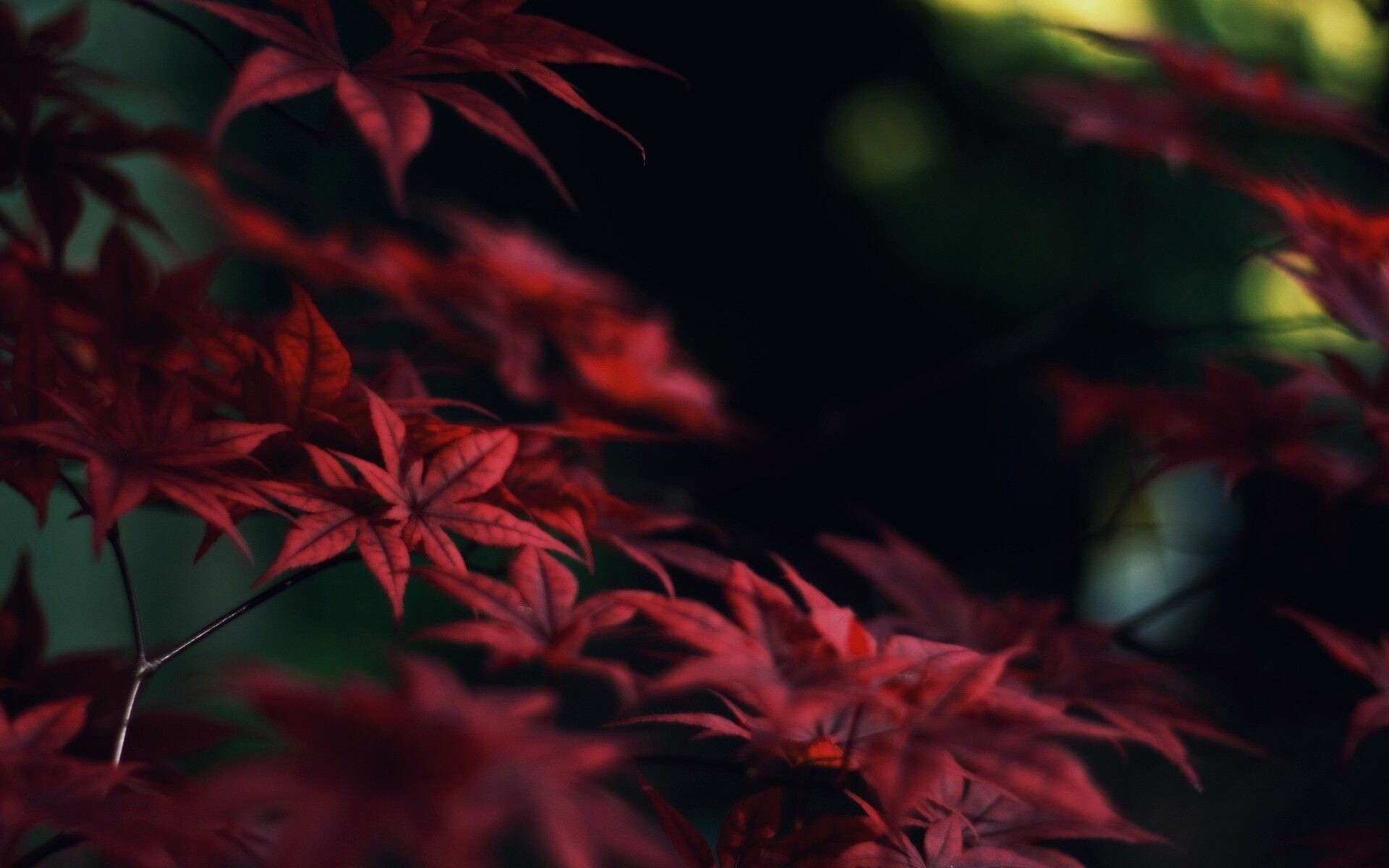 Leaves: Red feather-like leaf, Terrestrial plant. 1920x1200 HD Background.