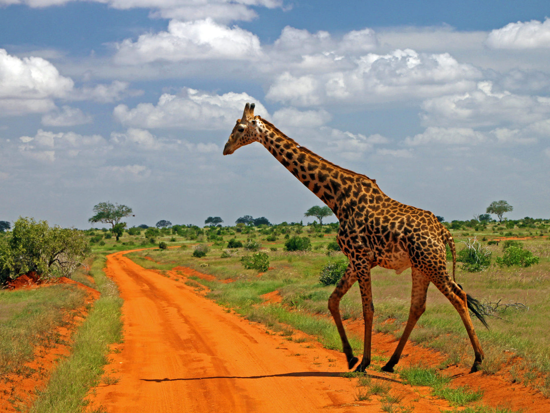 Giraffe: Family Giraffidae, The tallest living land animal and largest survivor wild animal from Africa. 1920x1440 HD Background.