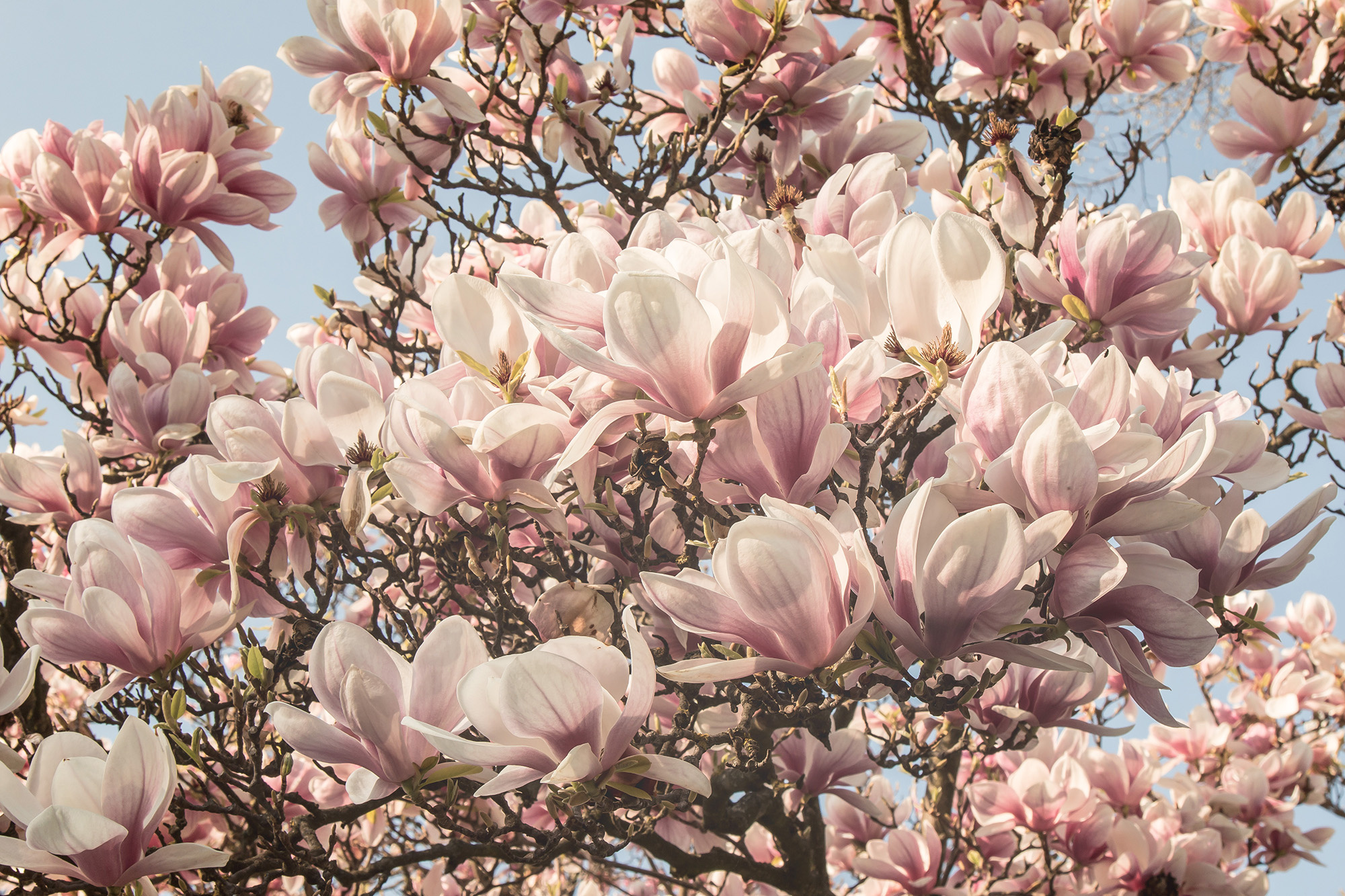 Wonderful wagrati, Magnolia tree, Astonishing beauty, Nature's gift, 2000x1340 HD Desktop