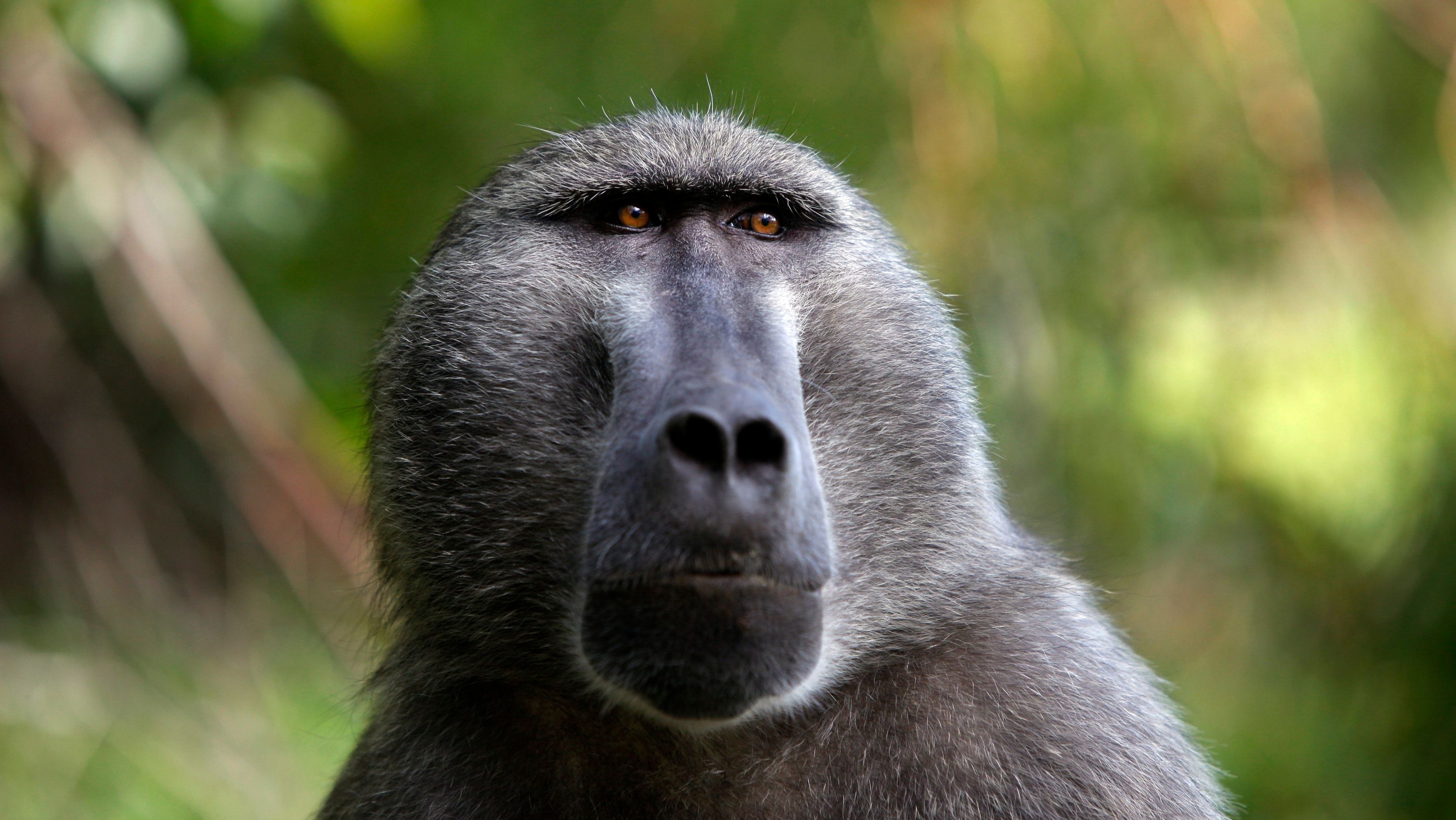 Africa's baboon highlights, Wildlife encounters, Breathtaking moments, BBC News, 3300x1860 HD Desktop