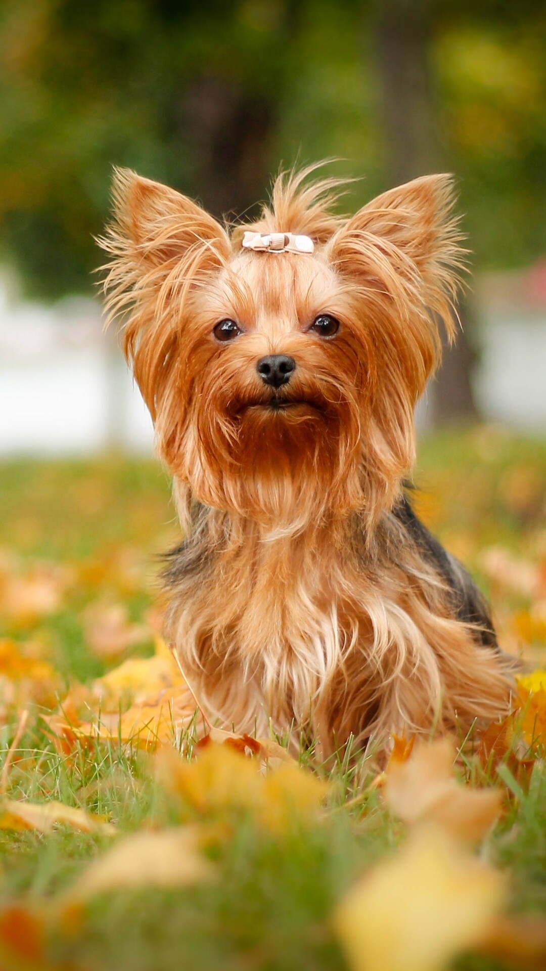 Yorkshire Terrier, Cute animal, Lovely dog, Adorable Yorkie, 1080x1920 Full HD Phone