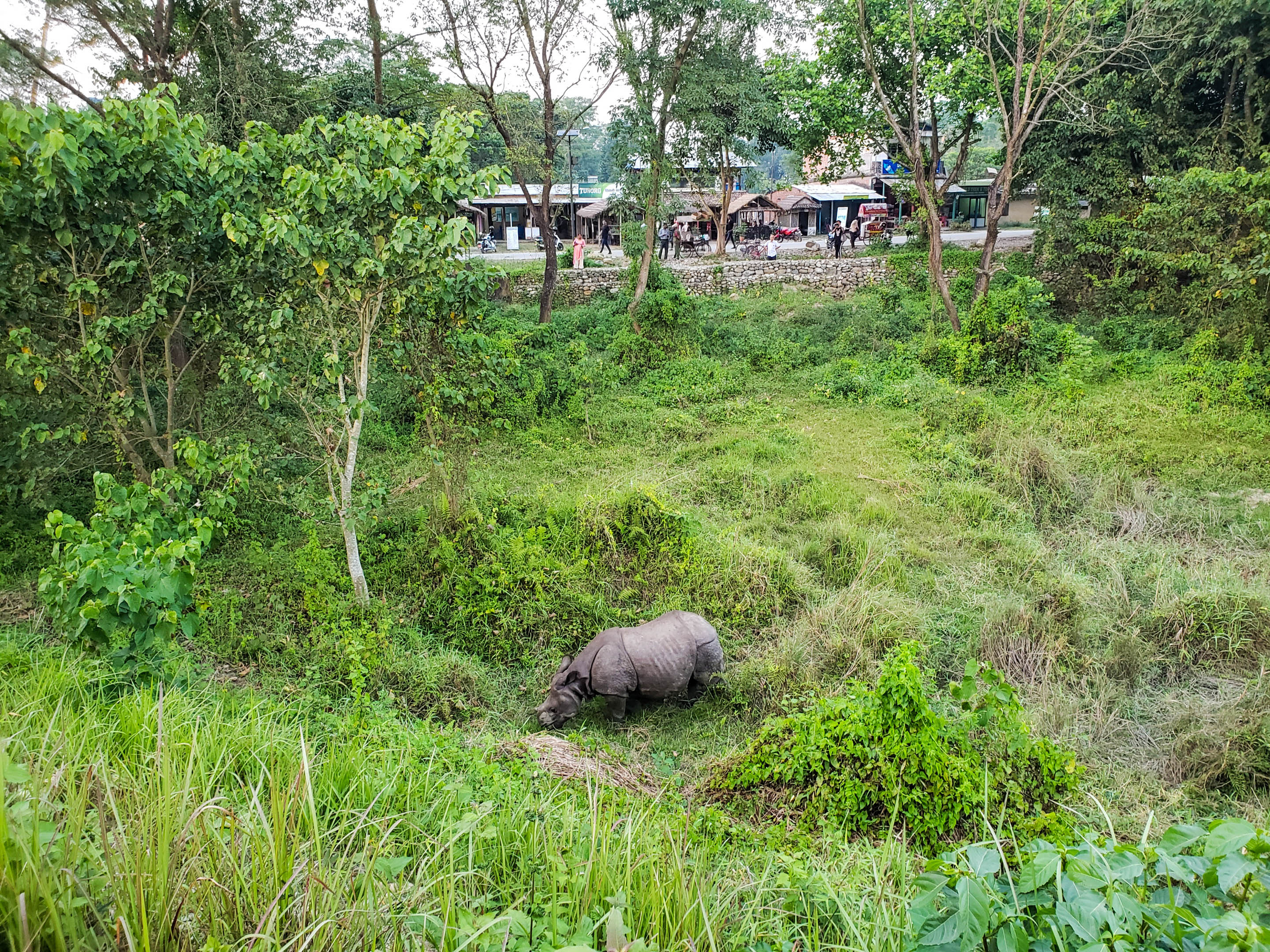 Chitwan National Park, Gritty wildlife photography, Majestic rhinoceros, Untamed wilderness, 2880x2160 HD Desktop