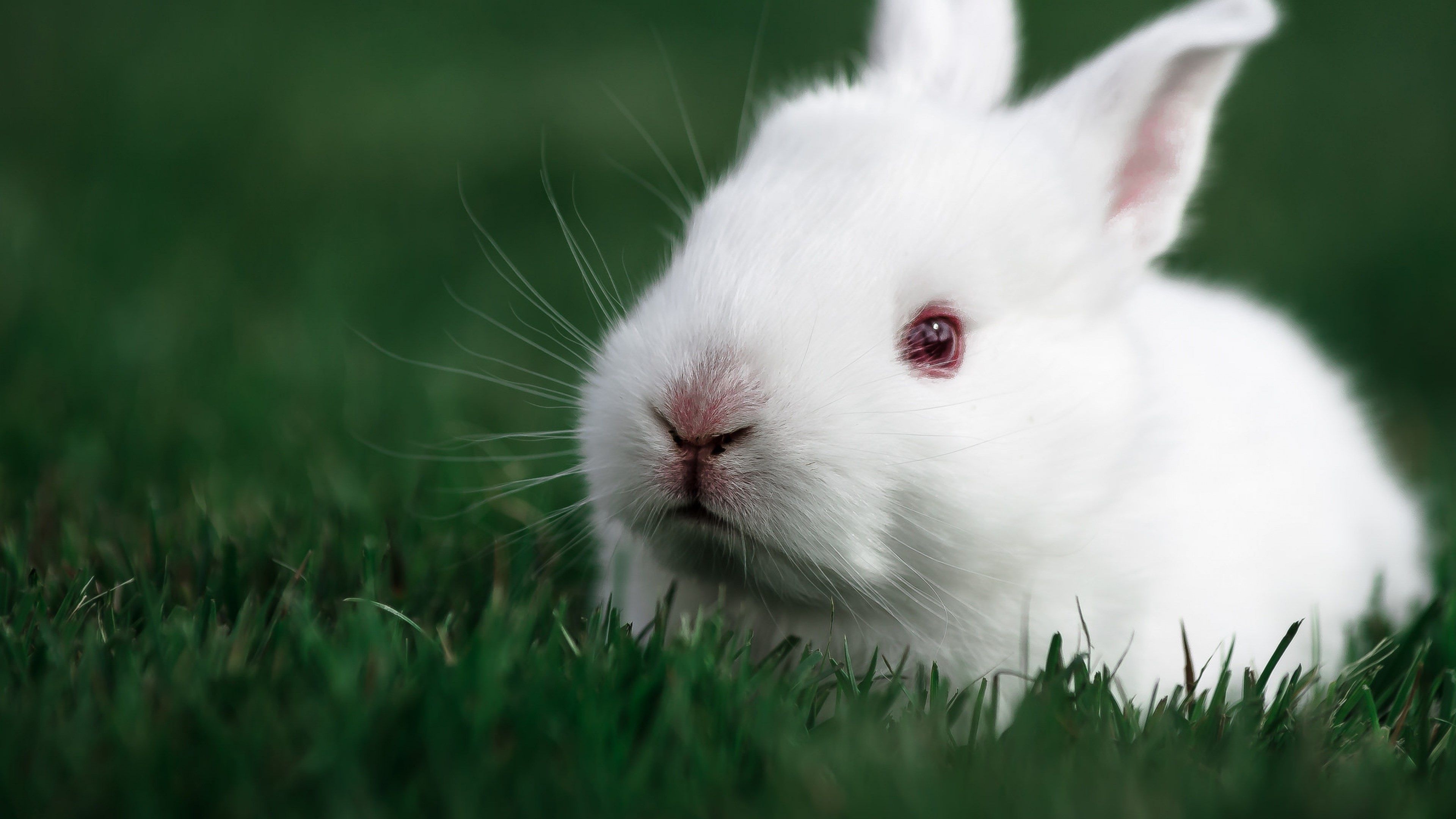 Bunny: Domestic rabbit, Pet, Kit. 3840x2160 4K Wallpaper.