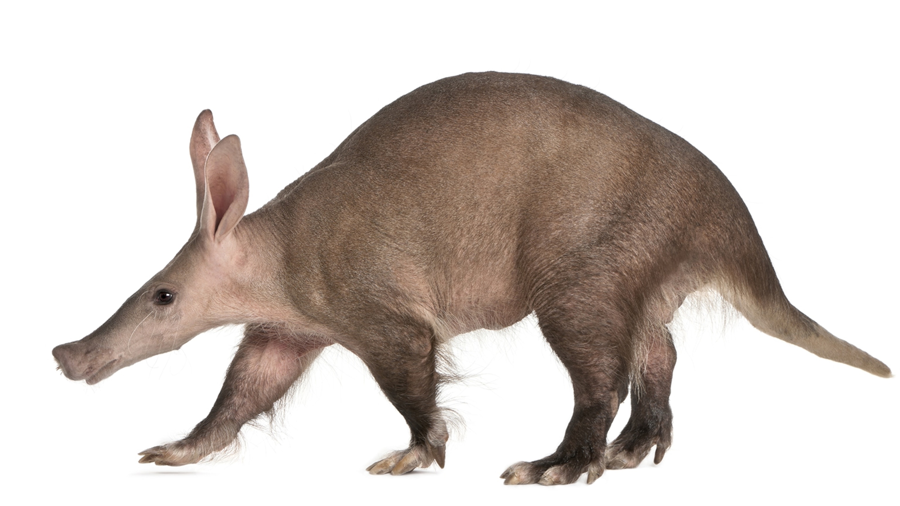 Aardvark, African antbear, Nocturnal mammal, Discreet animal, 3080x1730 HD Desktop