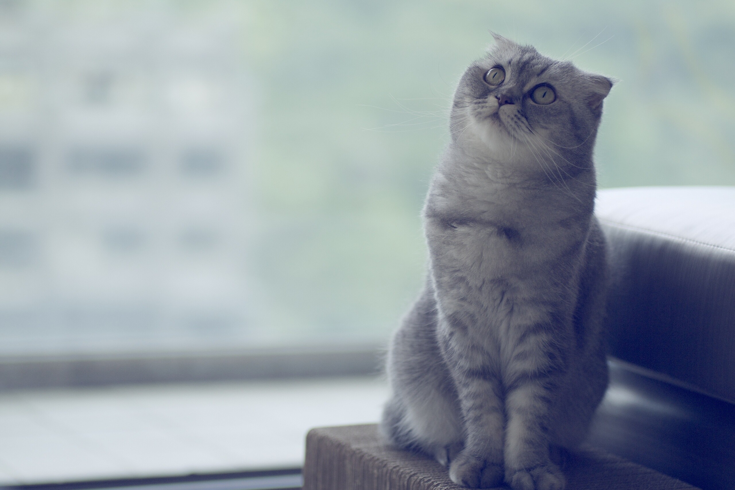 Scottish Fold: They like to be outdoors and enjoy outdoor games and activities, Loneliness is something they heavily dislike, Cat. 2560x1710 HD Background.