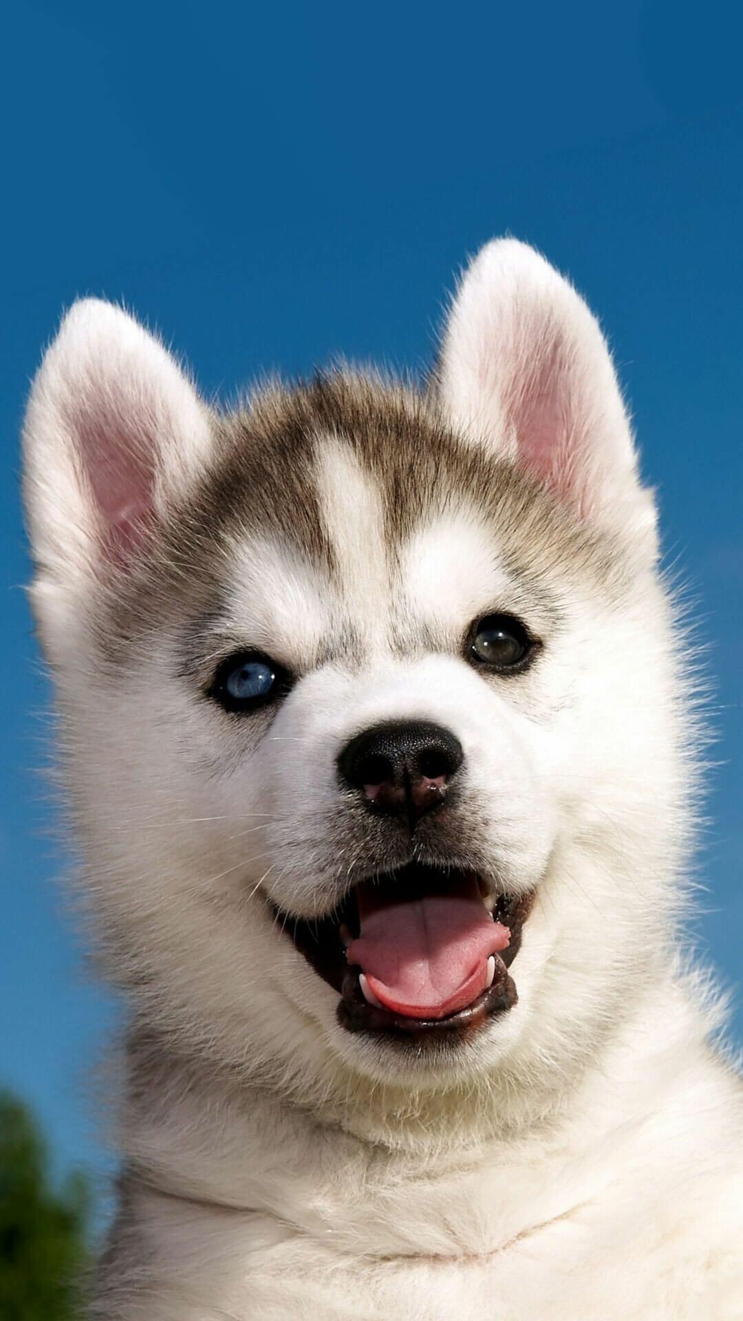 Siberian Husky: Cute puppy, Cute dog, Heterochromia, Animal. 1080x1920 Full HD Wallpaper.