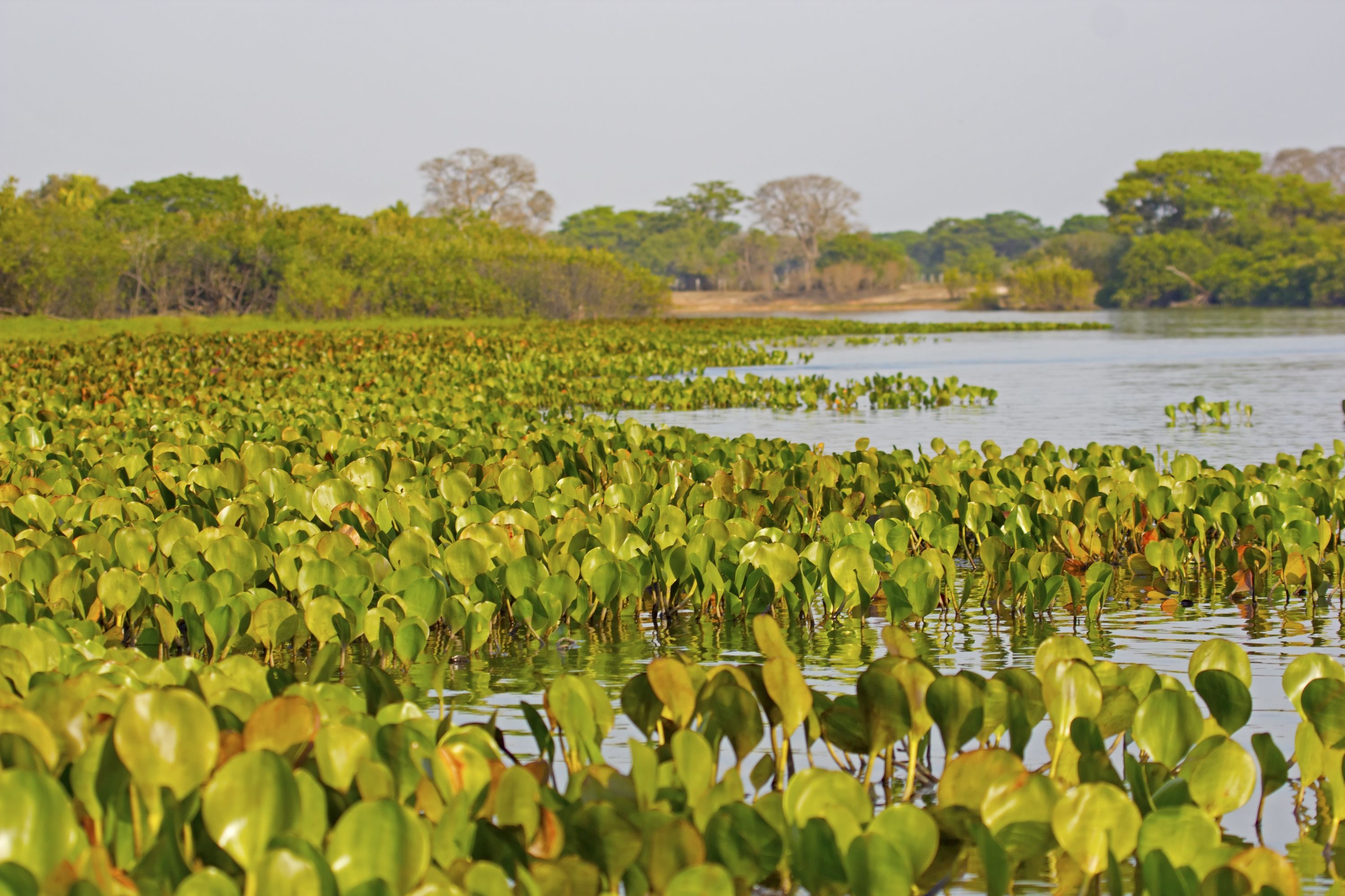 Pantanal Matogrossense, Brazilian wilderness, Amazonia map, Nature's paradise, 3000x2000 HD Desktop