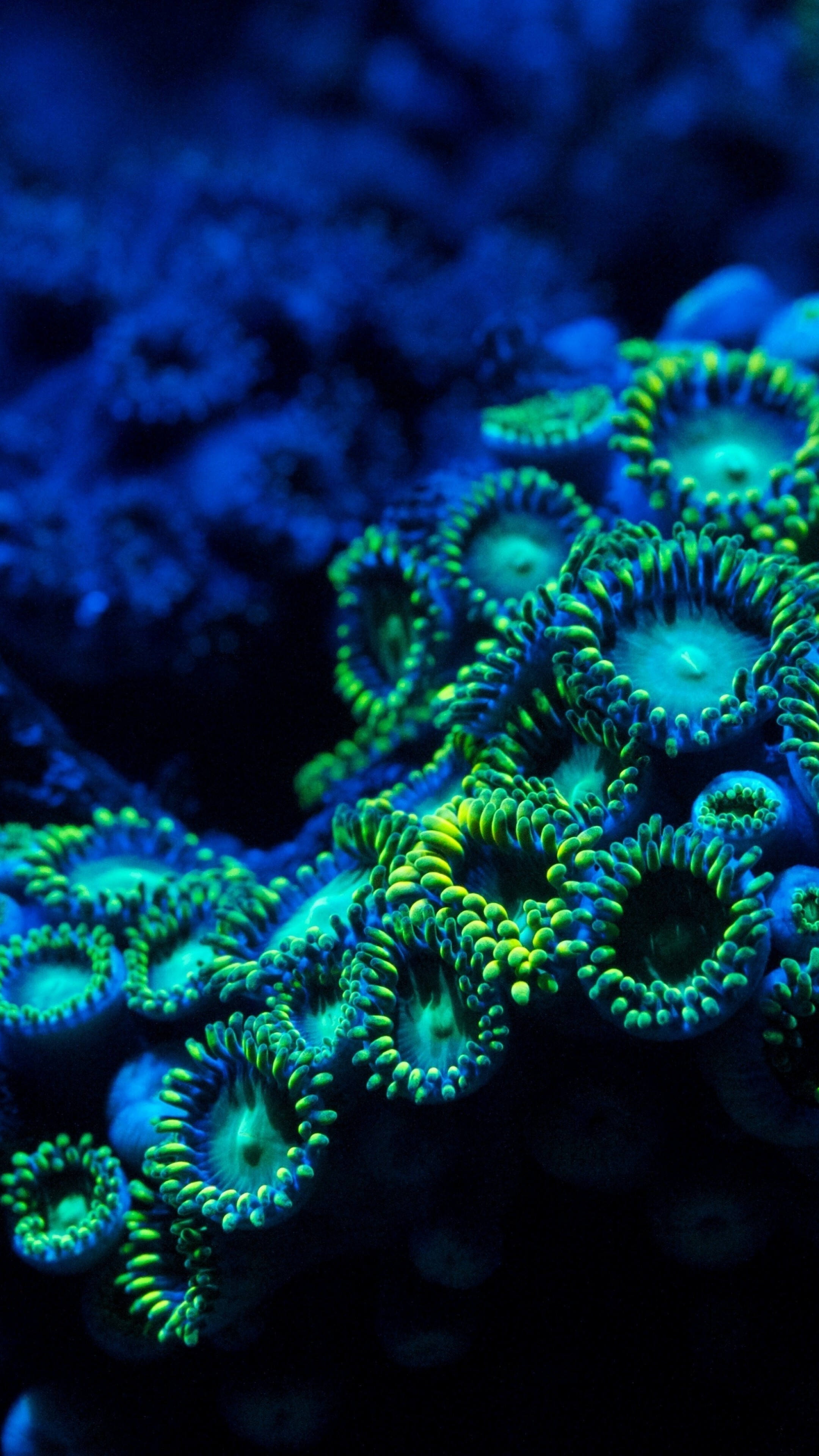 Coral Reef: They are most commonly found at shallow depths in tropical waters, but deep-water and cold-water reefs exist on smaller scales in other areas. 2160x3840 4K Wallpaper.