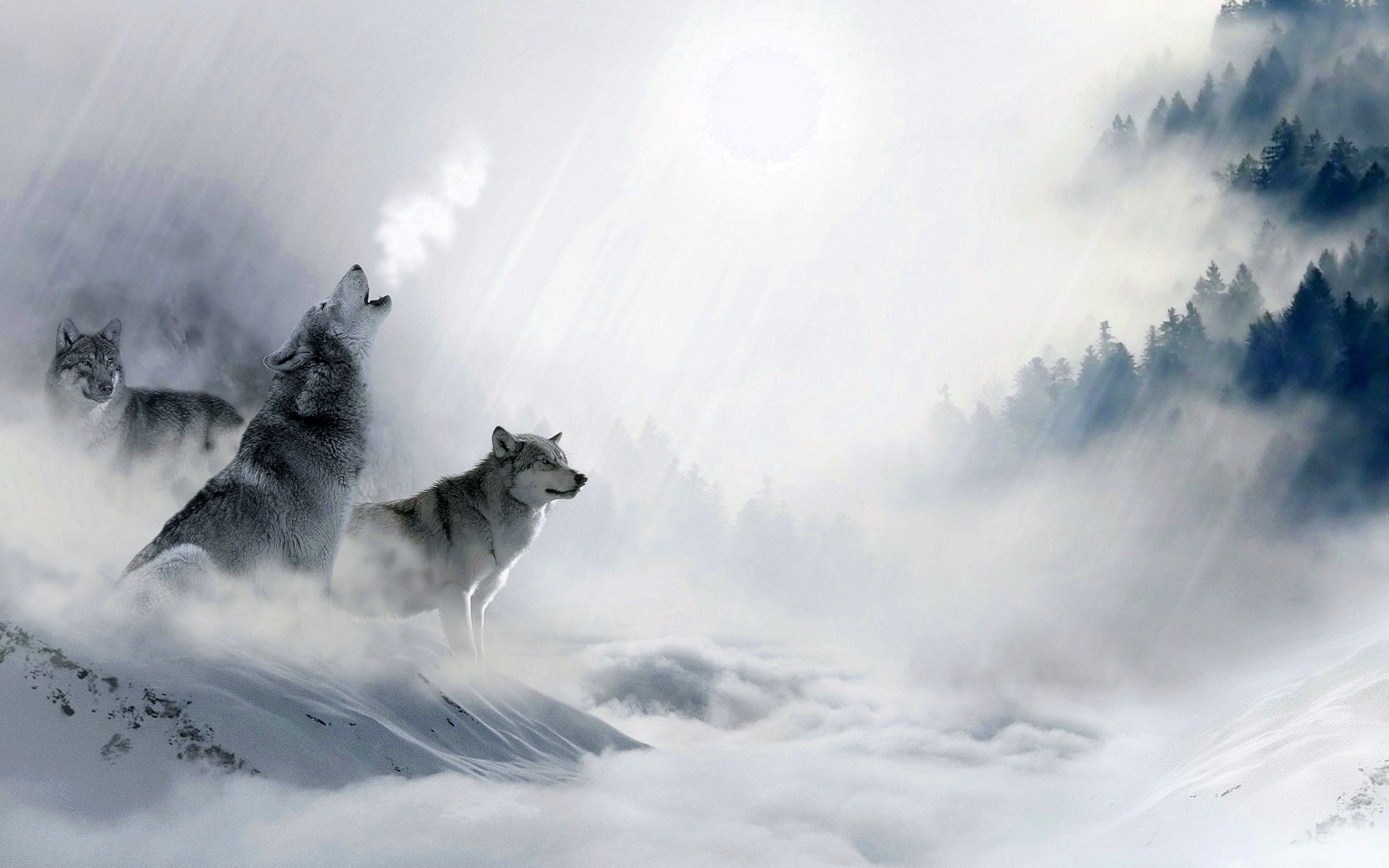 Wolf desktop wallpaper, Christopher Simpson's find, Nature's beauty, Stunning wildlife, 2830x1770 HD Desktop