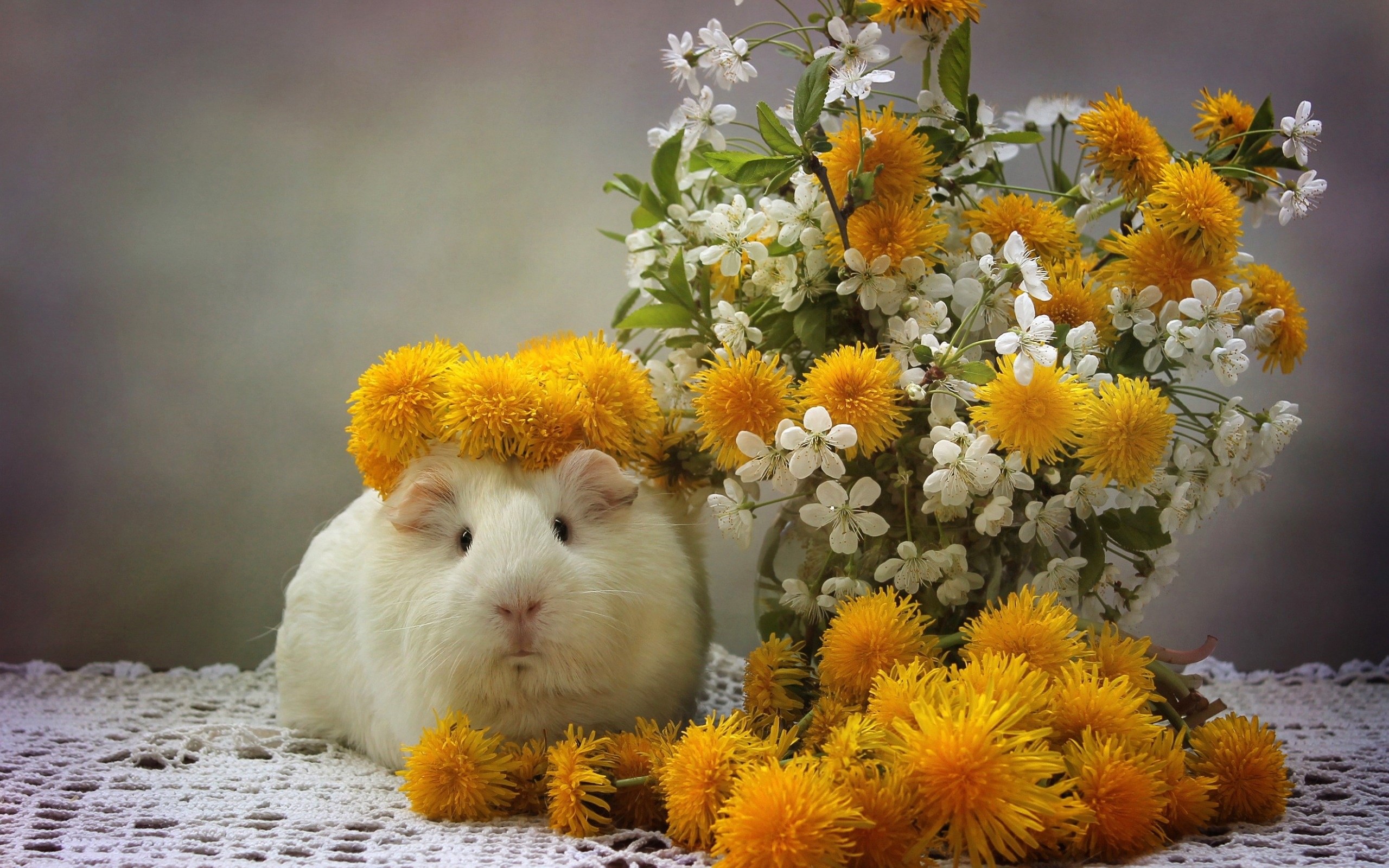 White guinea pig wallpaper, Cute animal pets, Spring flowers, Beautiful high-quality pictures, 2560x1600 HD Desktop