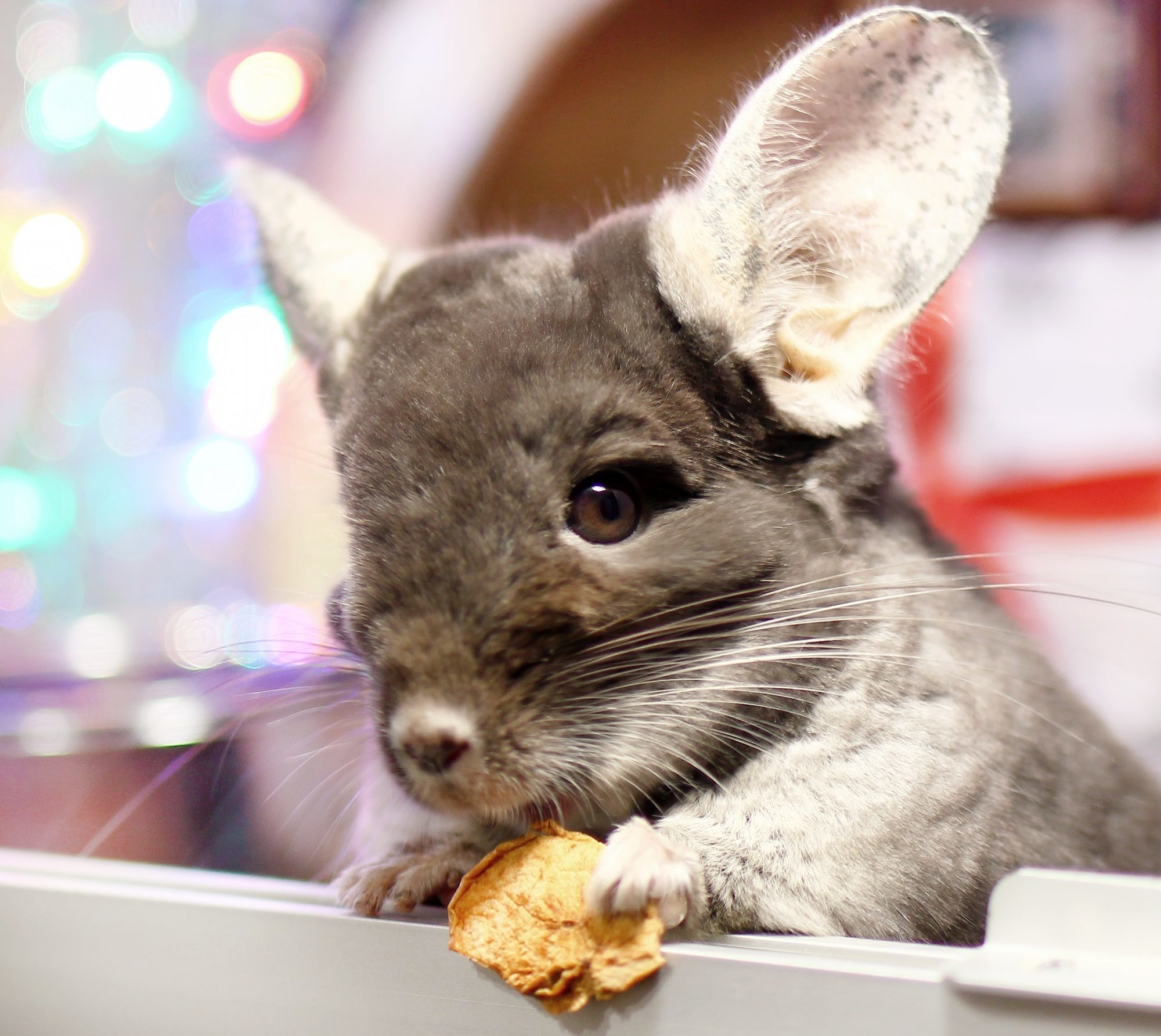 Dr. Buhr's chinchilla clinic, Expert care for chinchillas, Animal hospital, Veterinary expertise, 2000x1790 HD Desktop