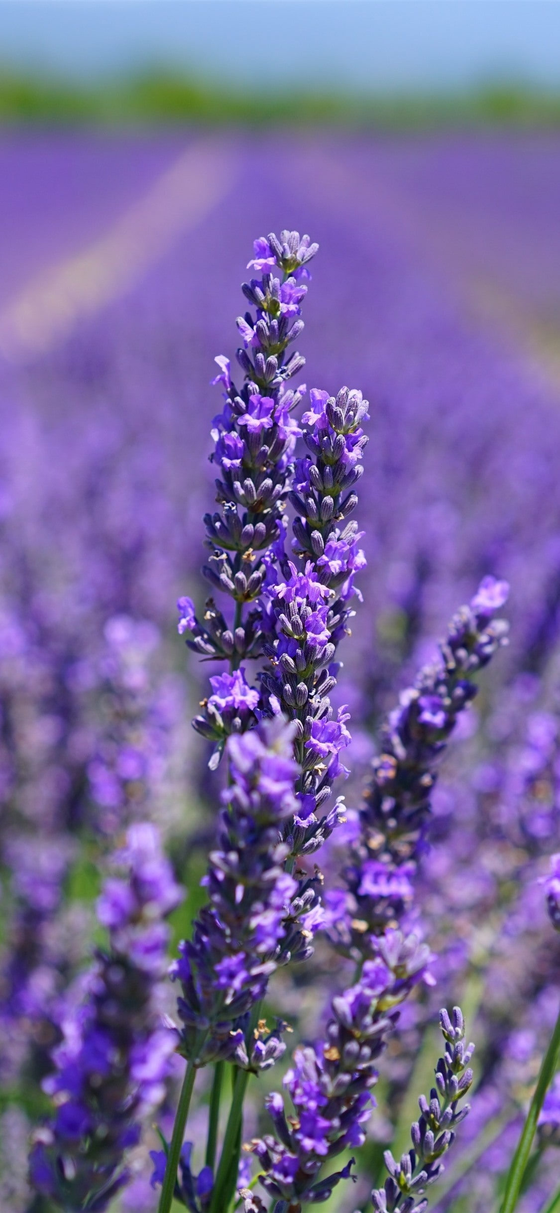 Lavender wallpaper, Nature's palette, Floral extravaganza, Vibrant hues, 1130x2440 HD Phone