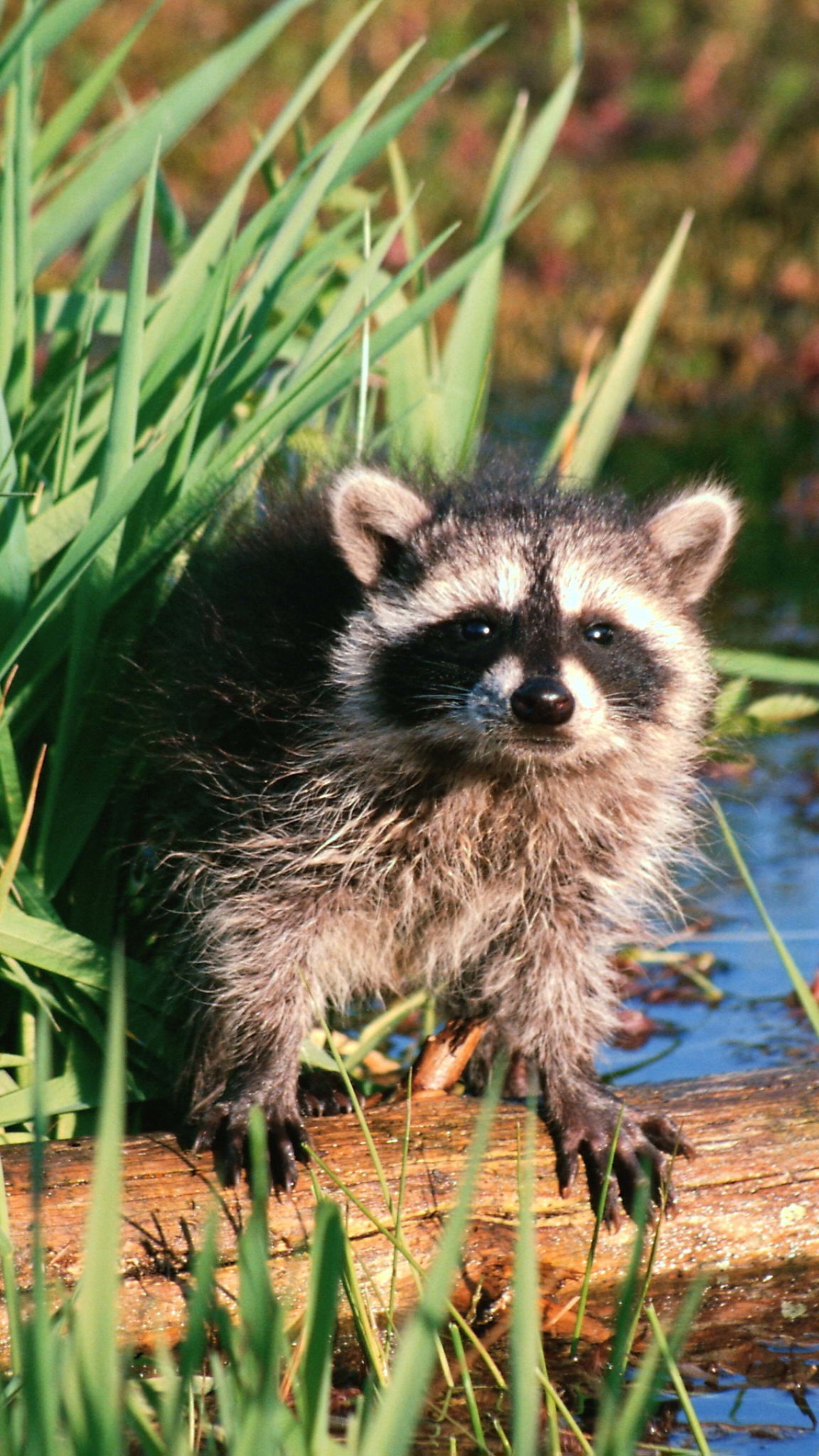 Charming raccoon, Nature's glory, Wildlife wonder, Outdoor adventure, 1080x1920 Full HD Phone