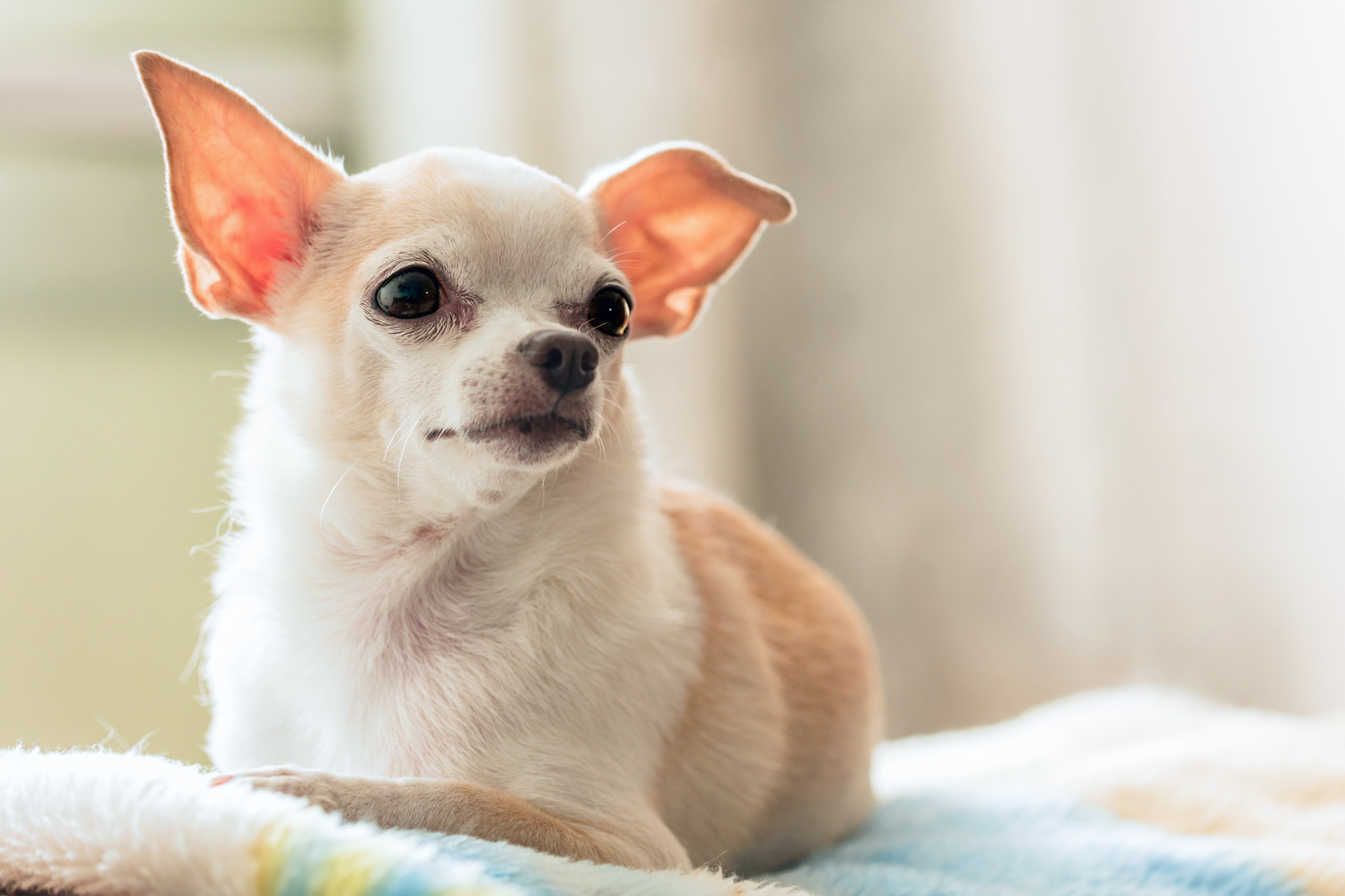 Chihuahua sings Star Wars, Internet sensation, Delights fans, Bark side, 2500x1670 HD Desktop