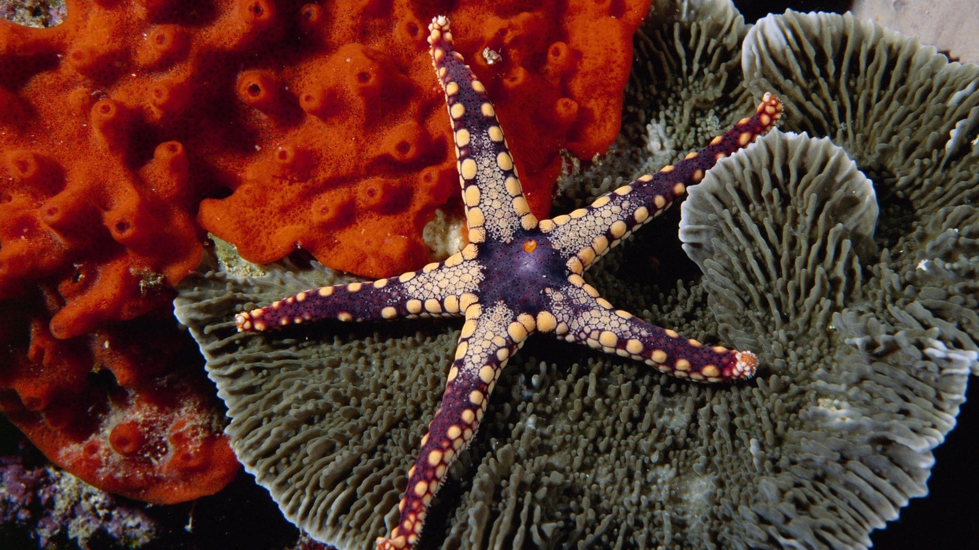 Sea Star: Have tiny eyespots on the tips of their arms, Coral. 1920x1080 Full HD Background.