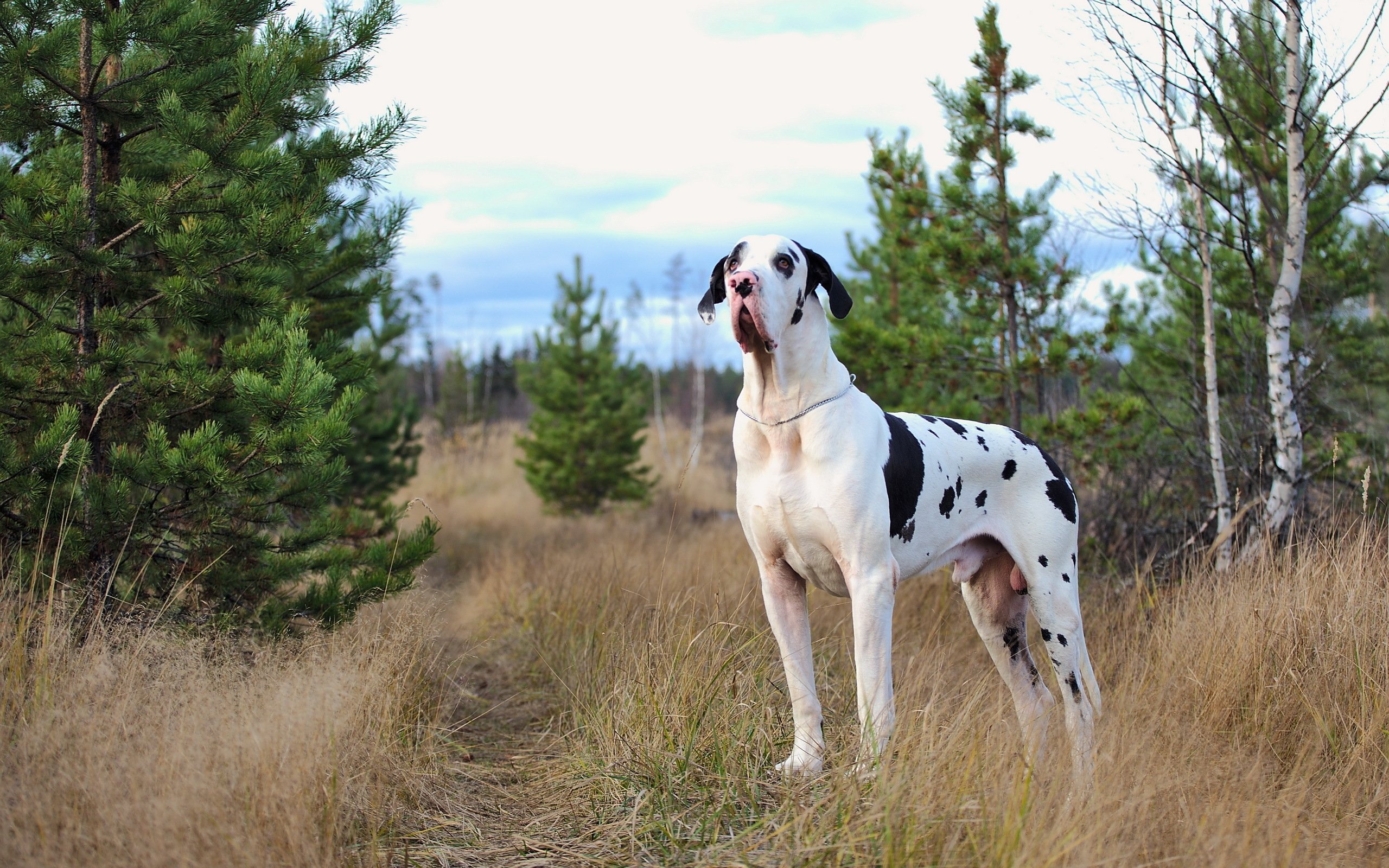 Great Dane: Dogs, Affectionate and good with children, Easy to train. 2560x1600 HD Wallpaper.