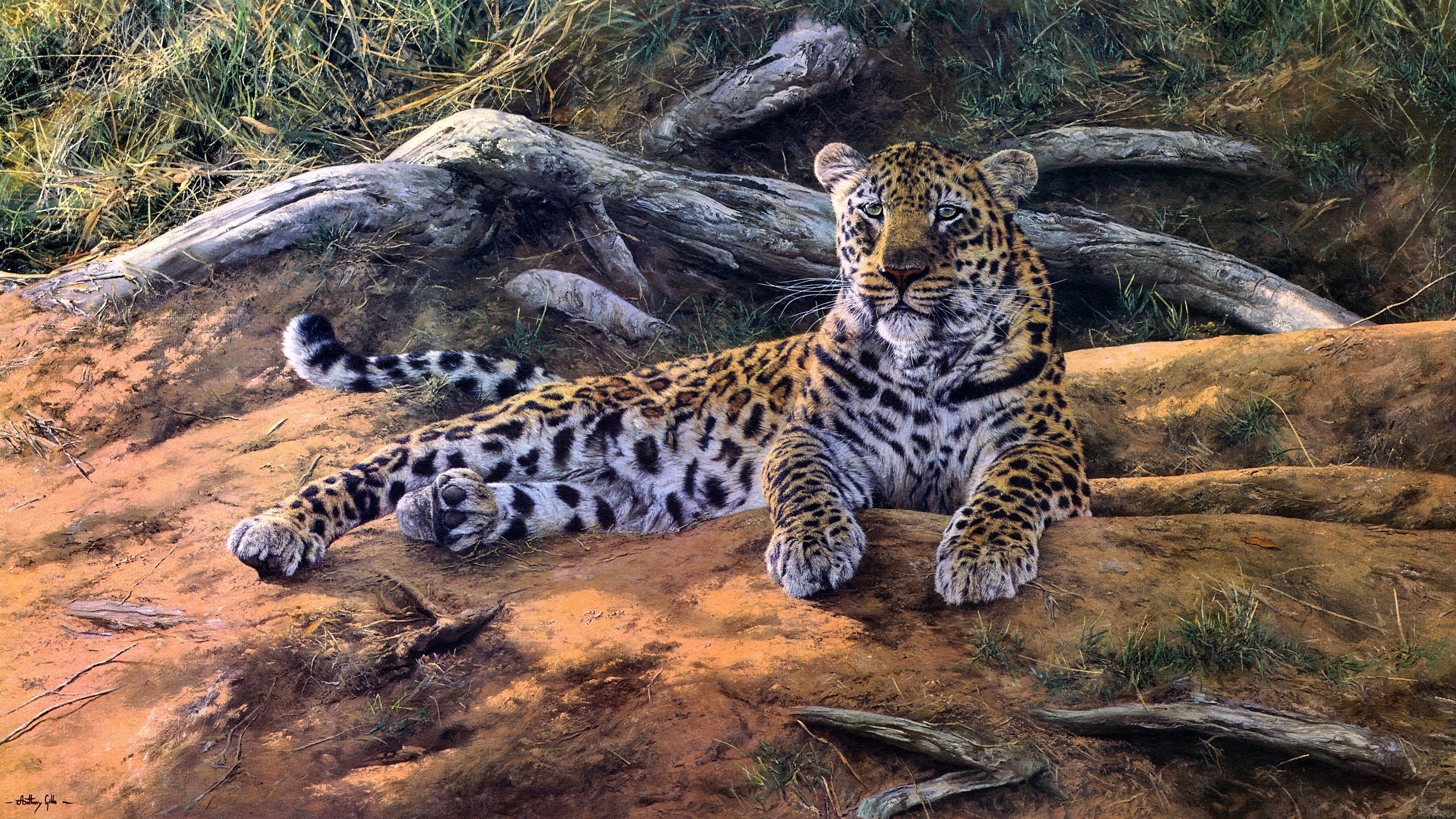 Nature art leopard, African beauty, 3840x2160 4K Desktop