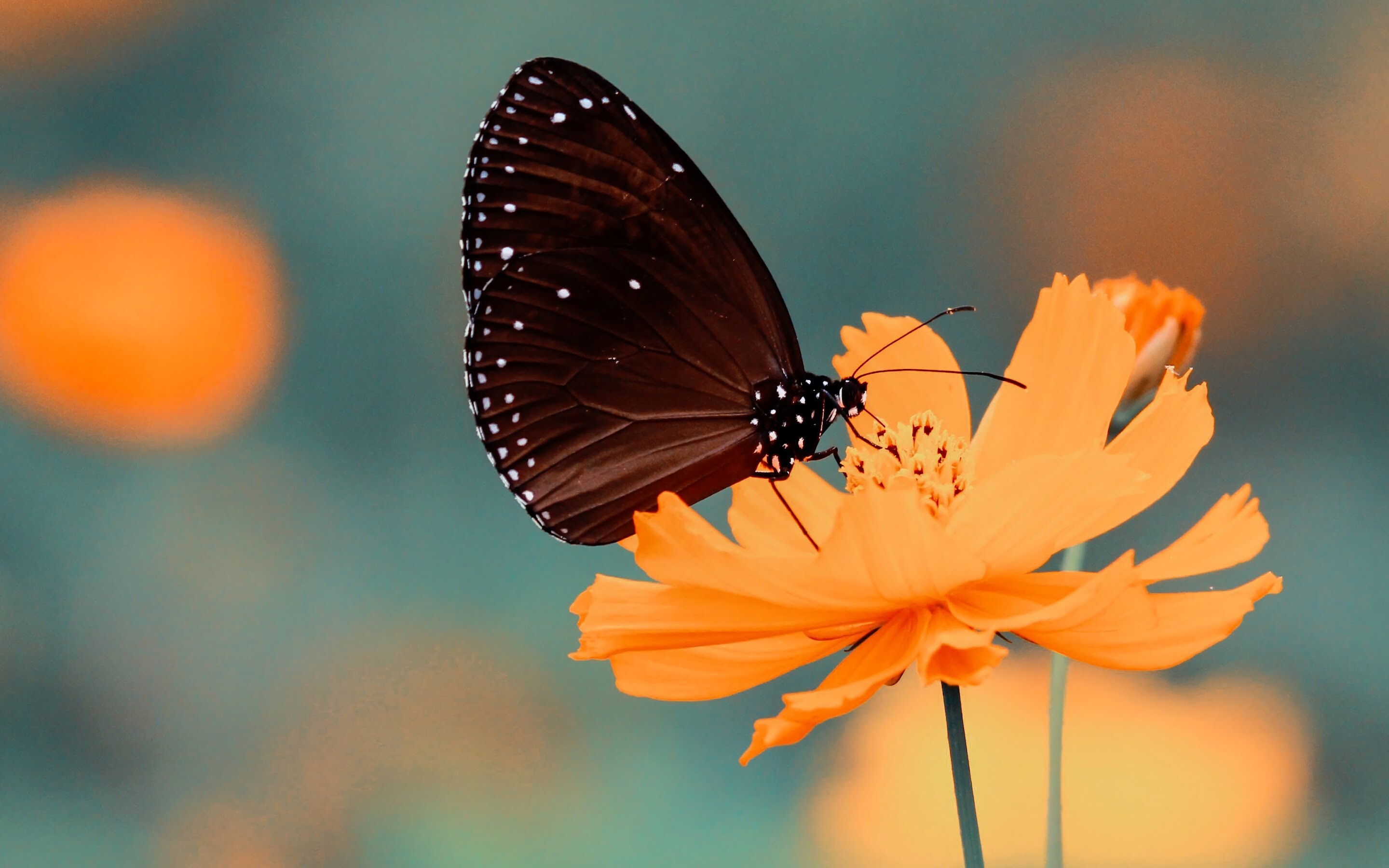 Flower butterfly 4K wallpaper, Blossoming beauty, Natural harmony, Captivating visuals, 2880x1800 HD Desktop